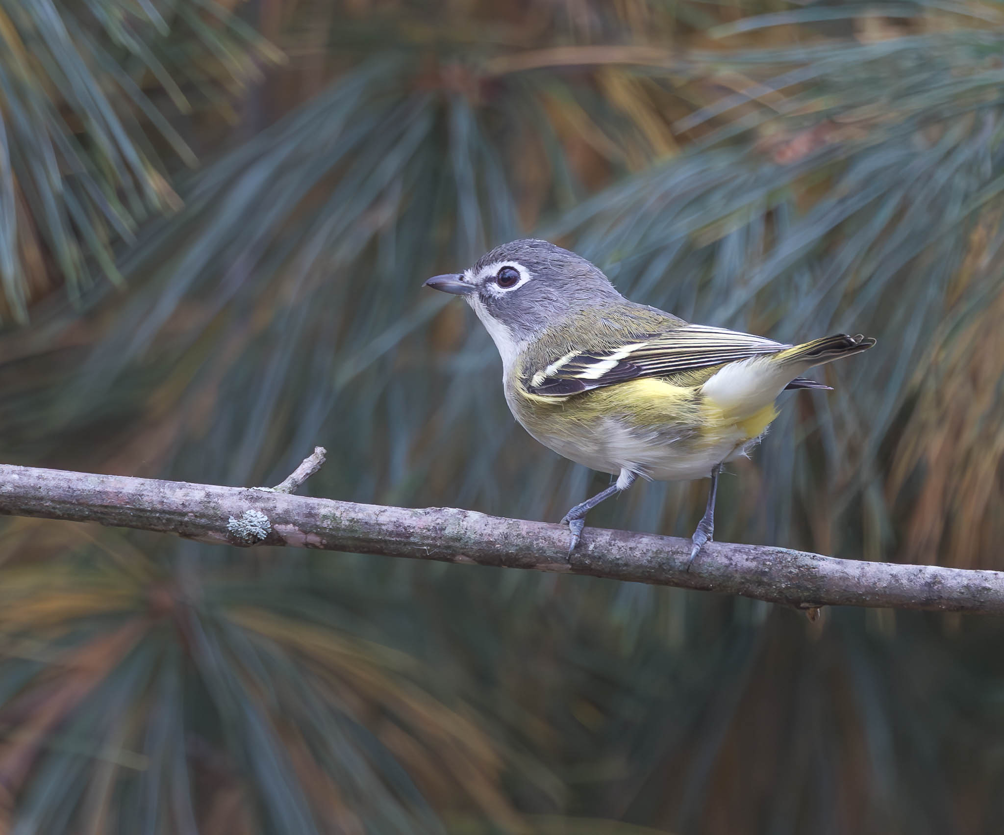 Blue-headed Vireo