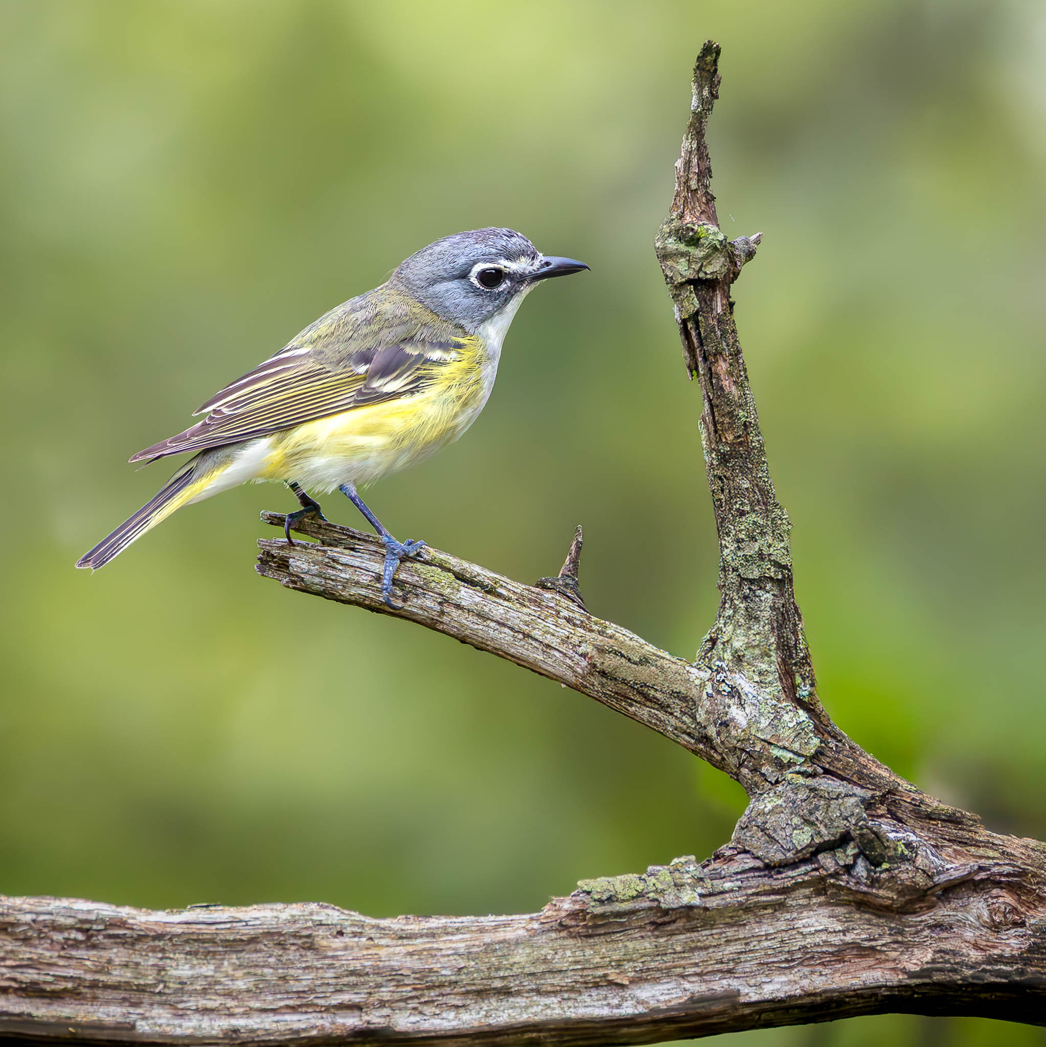 Blue-headed Vireo