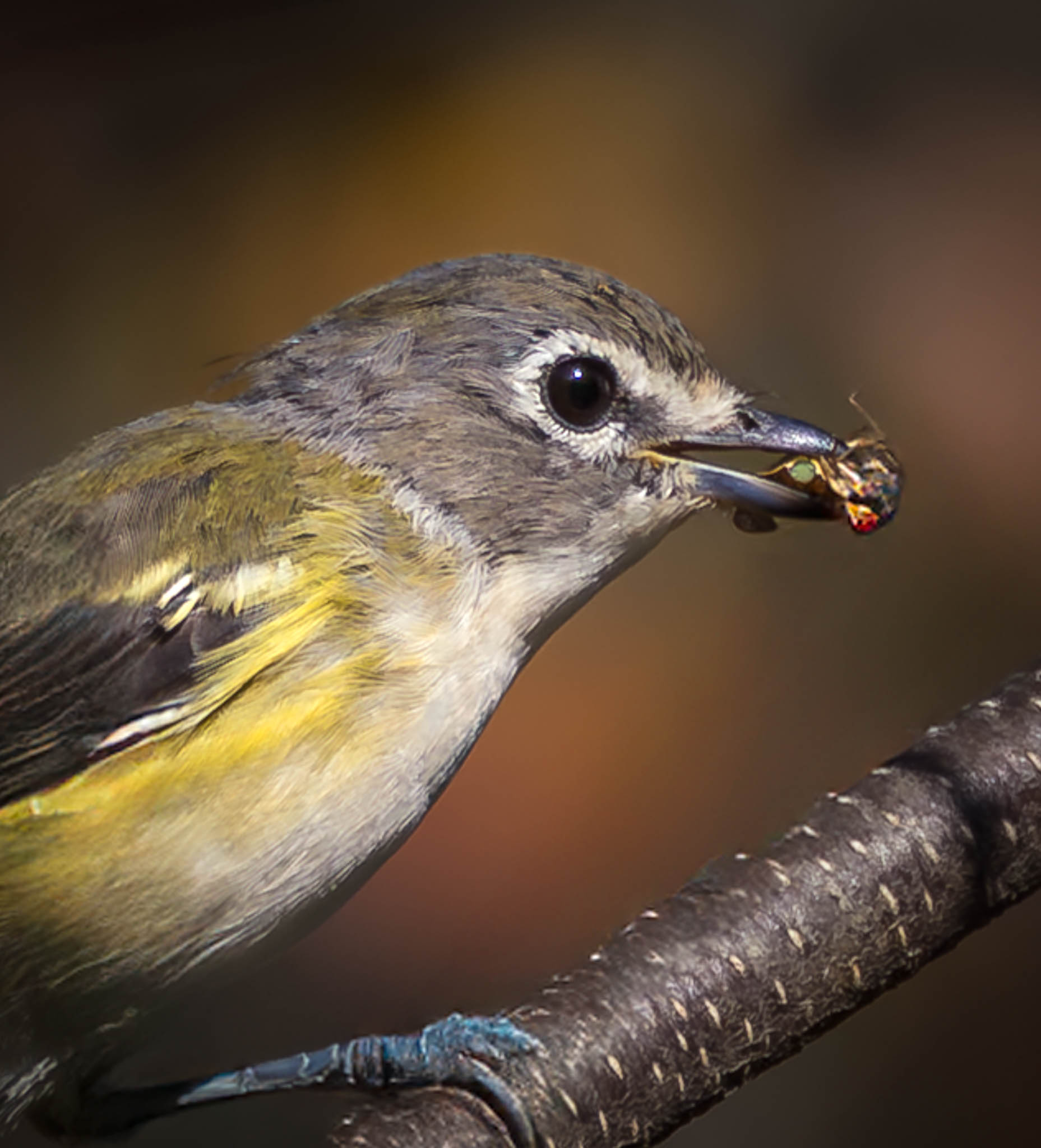 Blue-headed Vireo