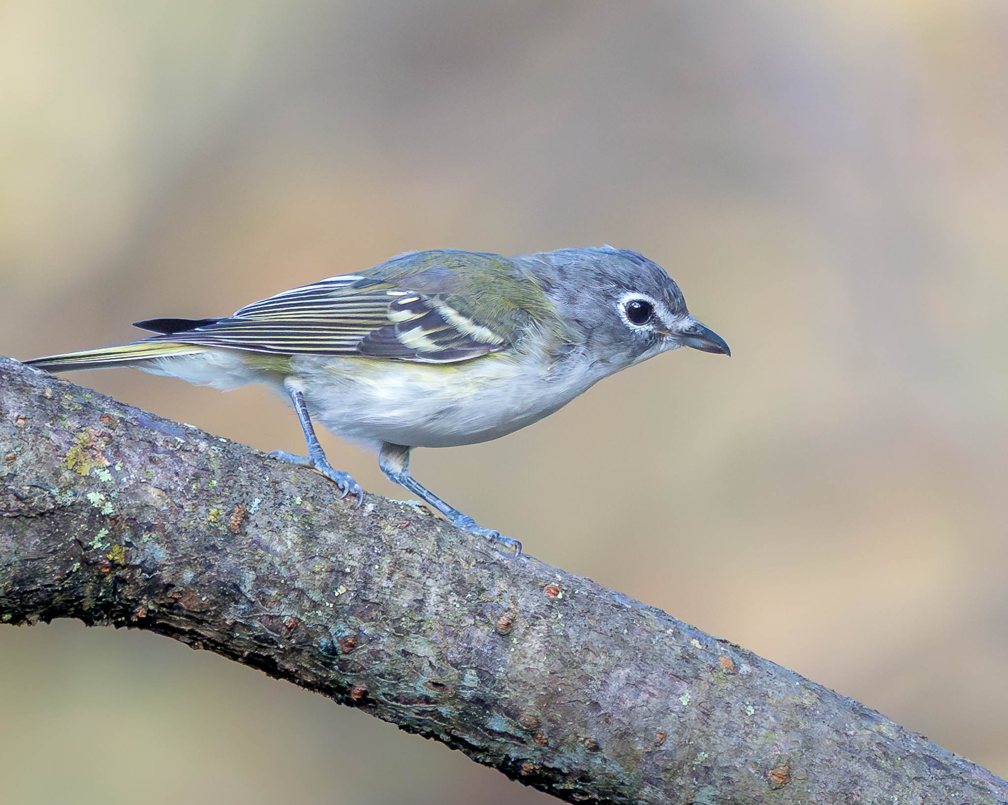Blue-headed Vireo