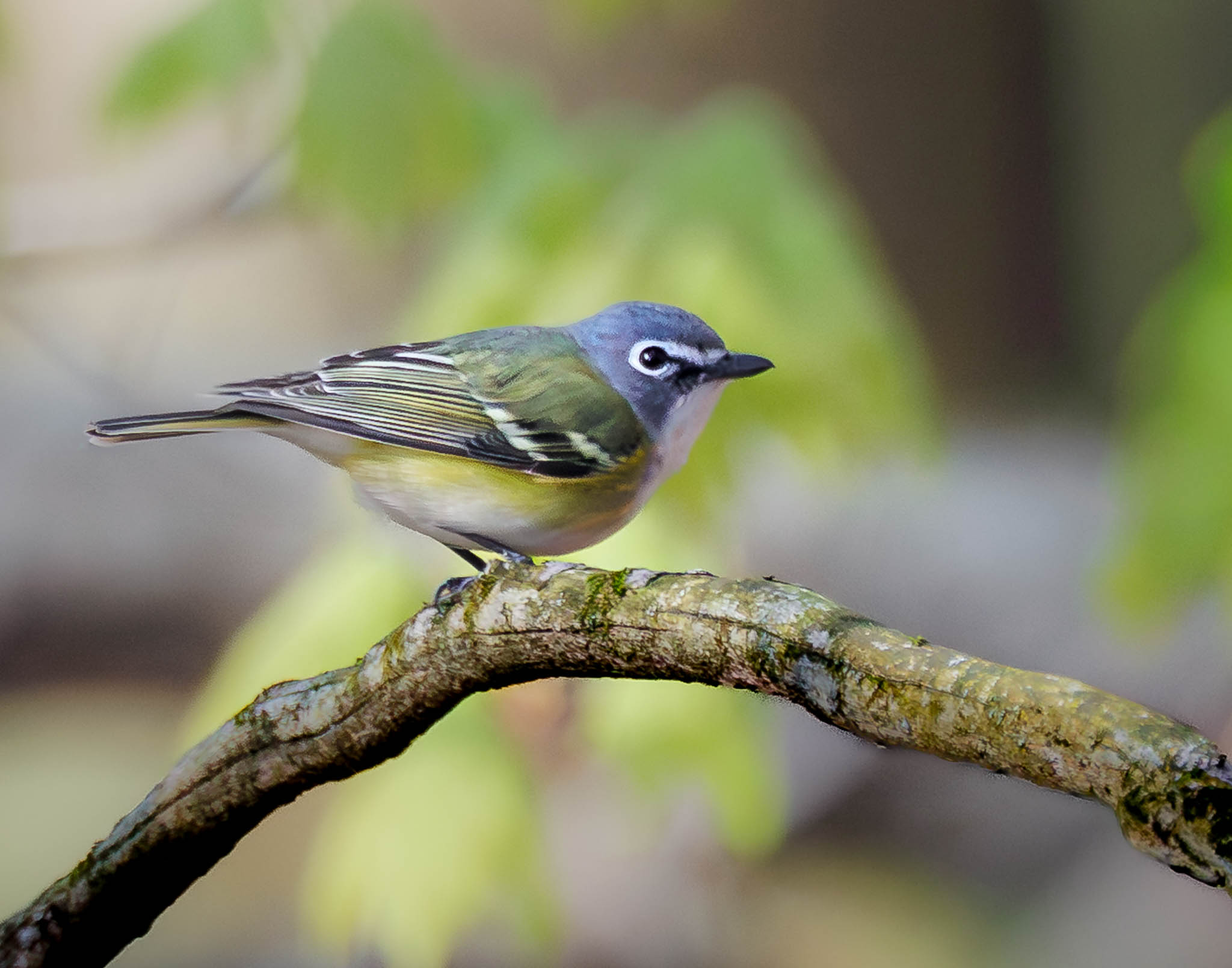 Blue-headed Vireo