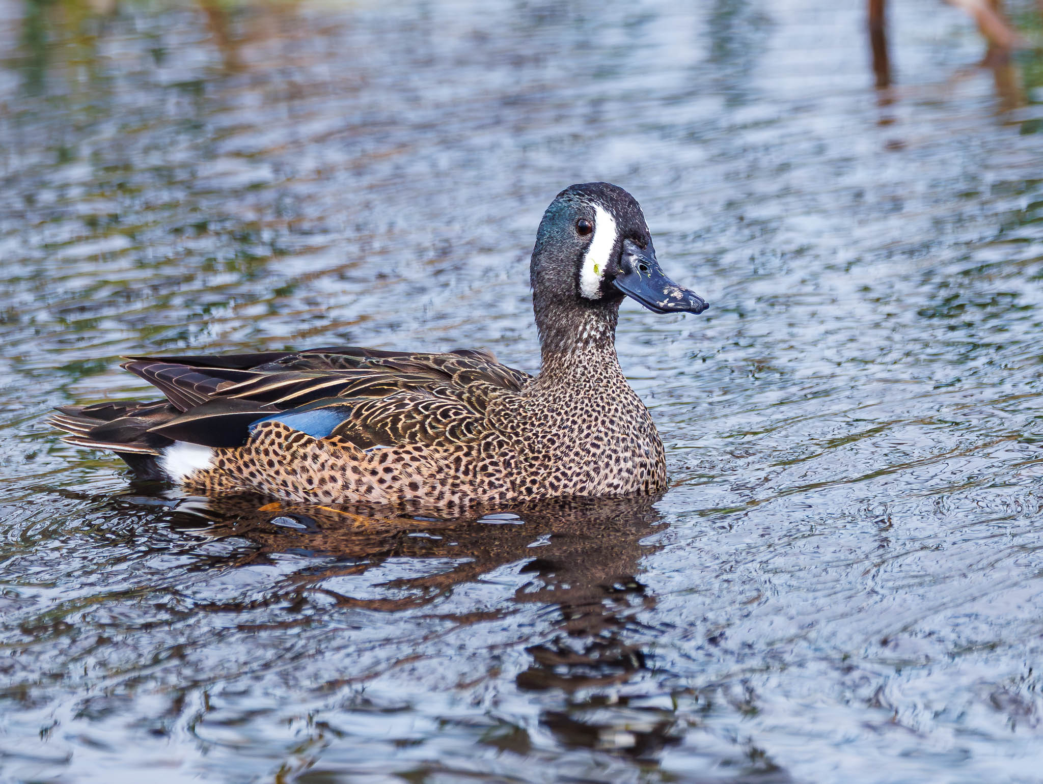Blue-winged Teal