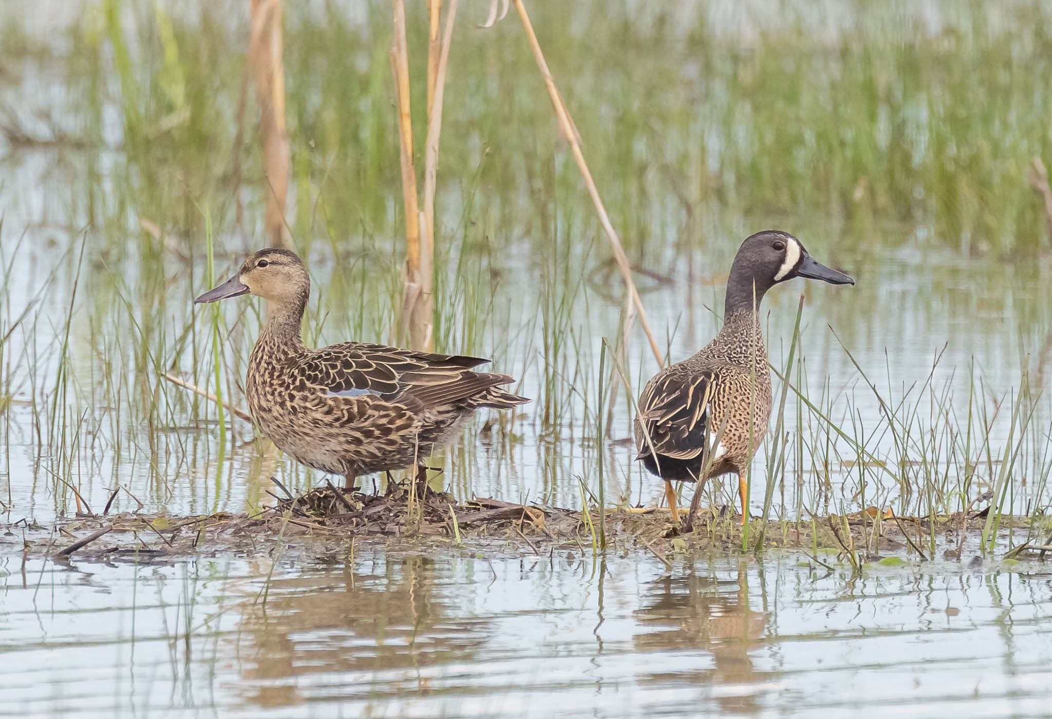 Blue-winged Teal