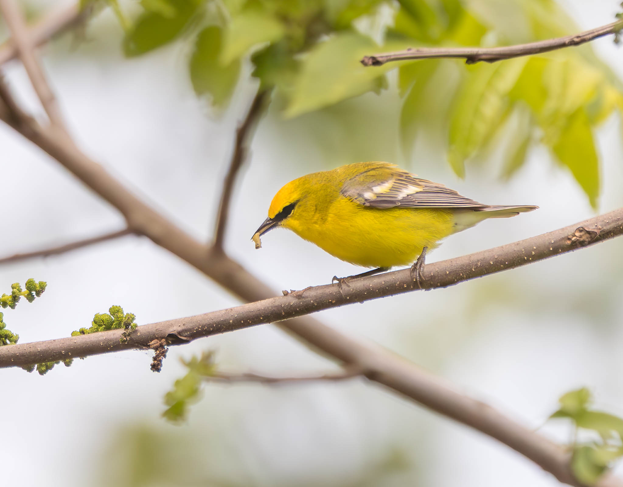 Blue-winged Warbler