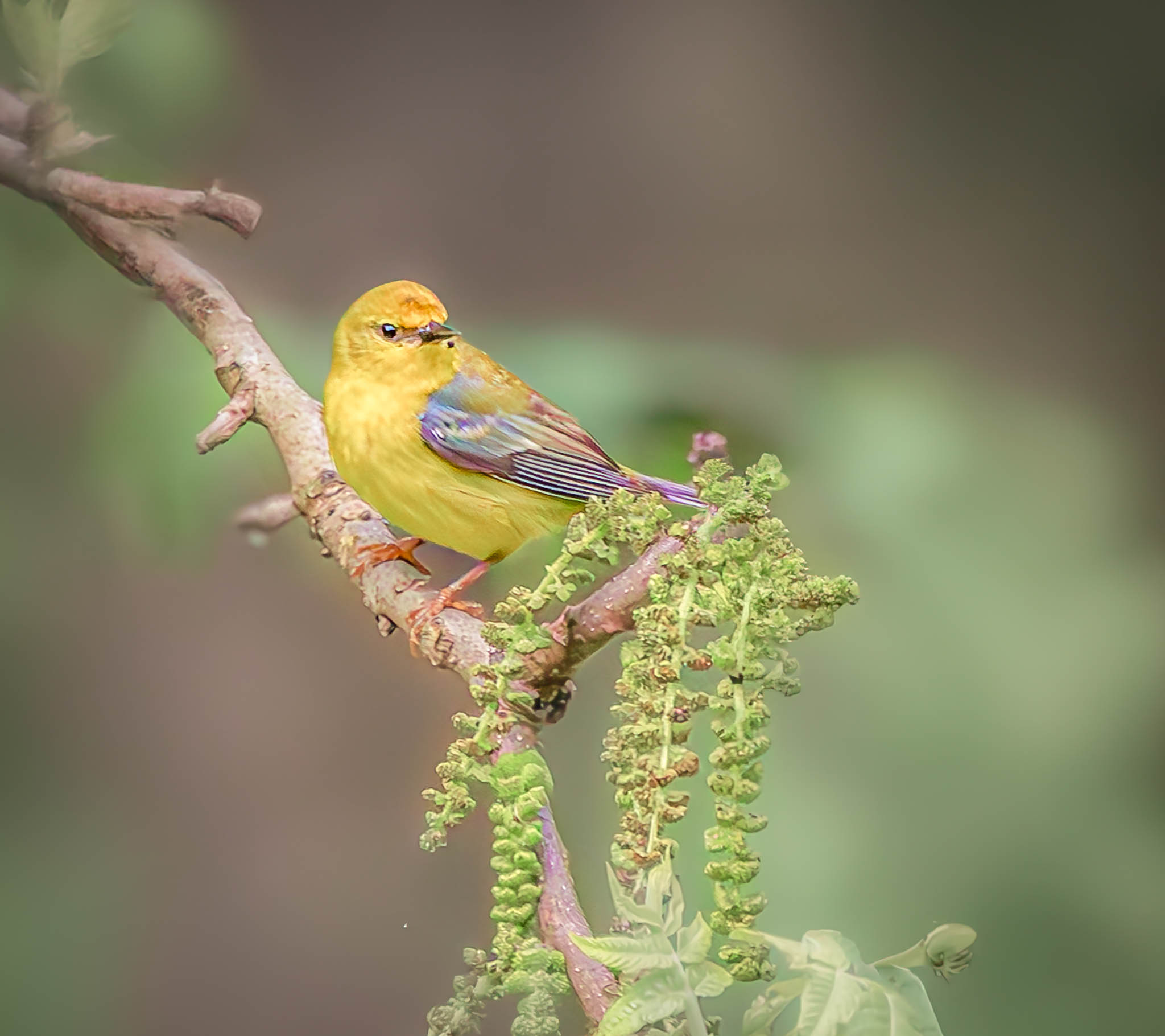 Blue-winged Warbler