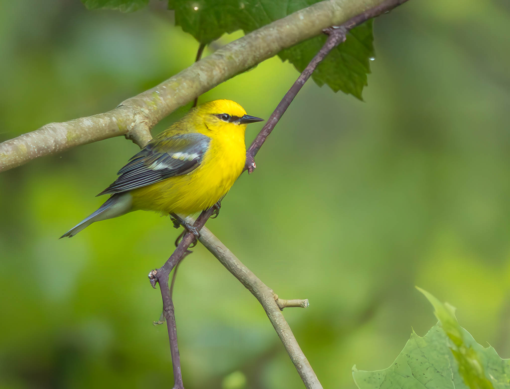 Blue-winged Warbler