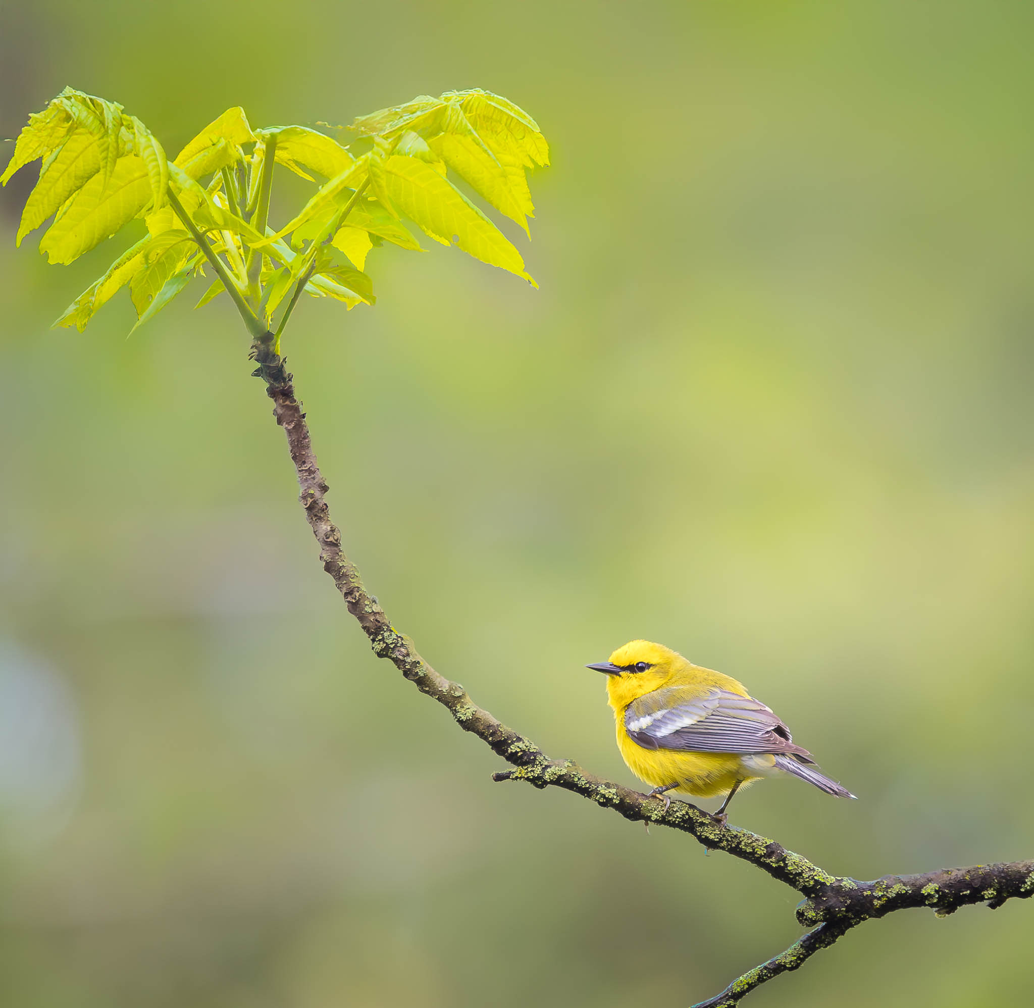 Blue-winged Warbler