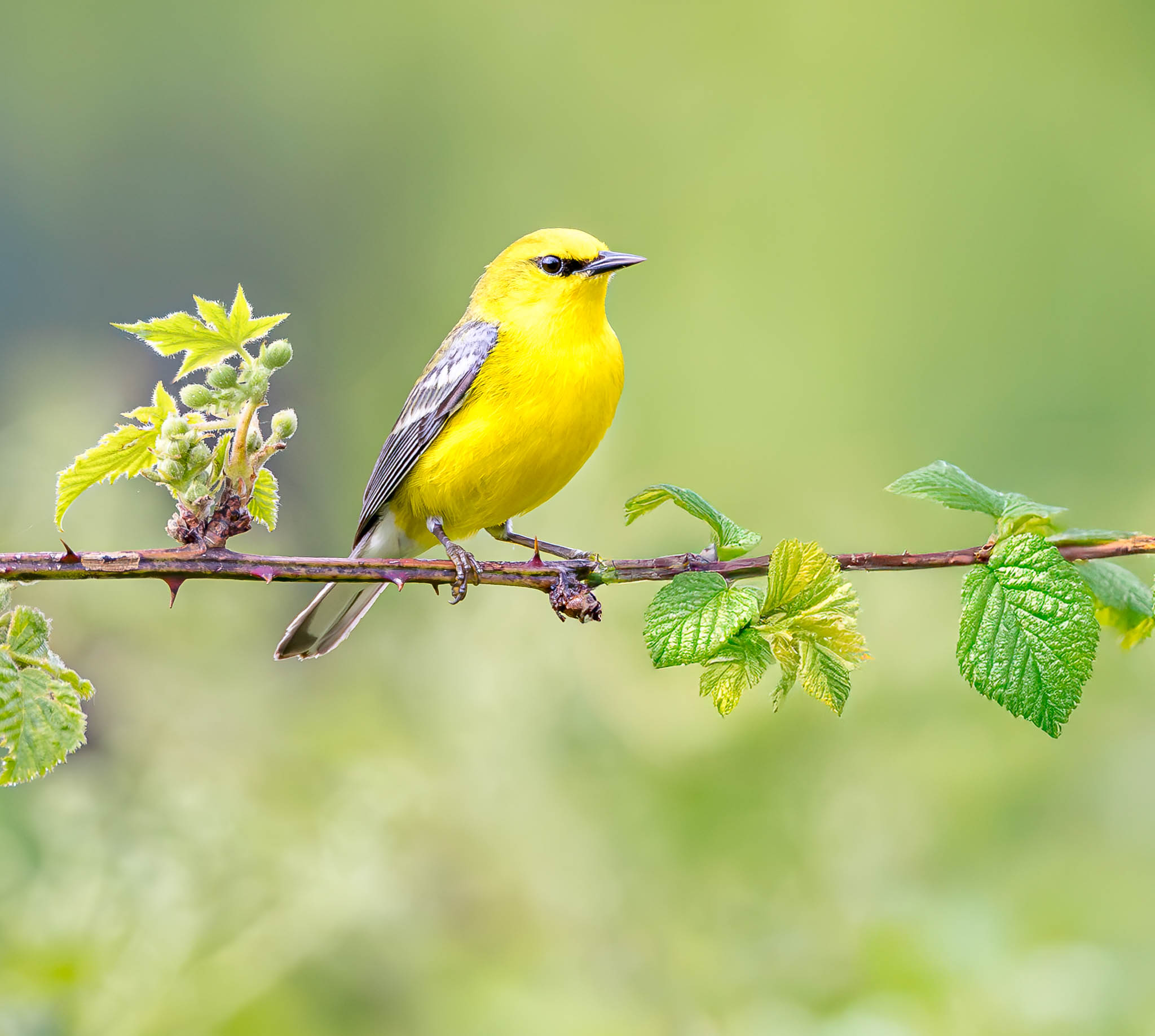 Blue-winged Warbler