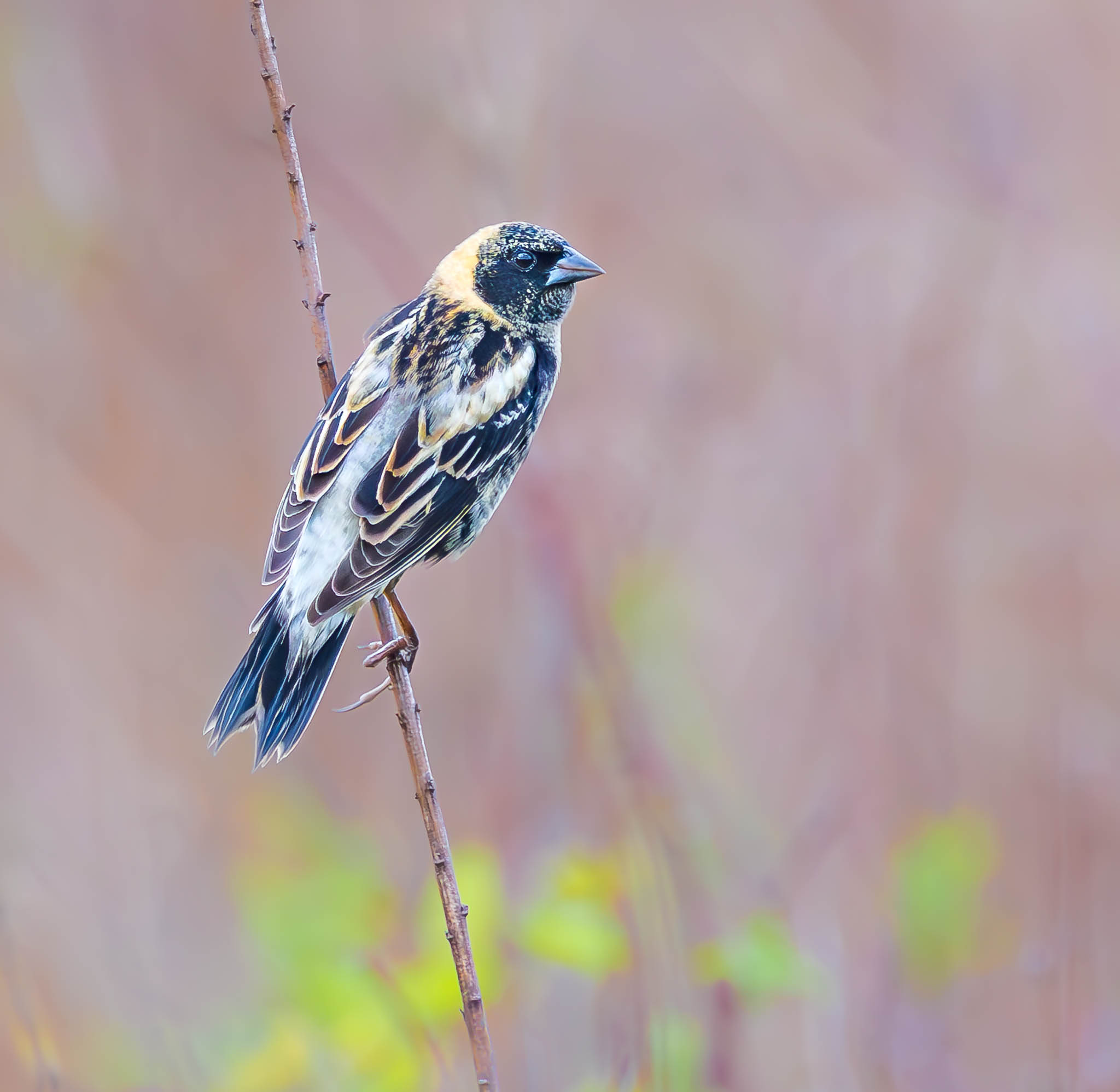 Bobolink