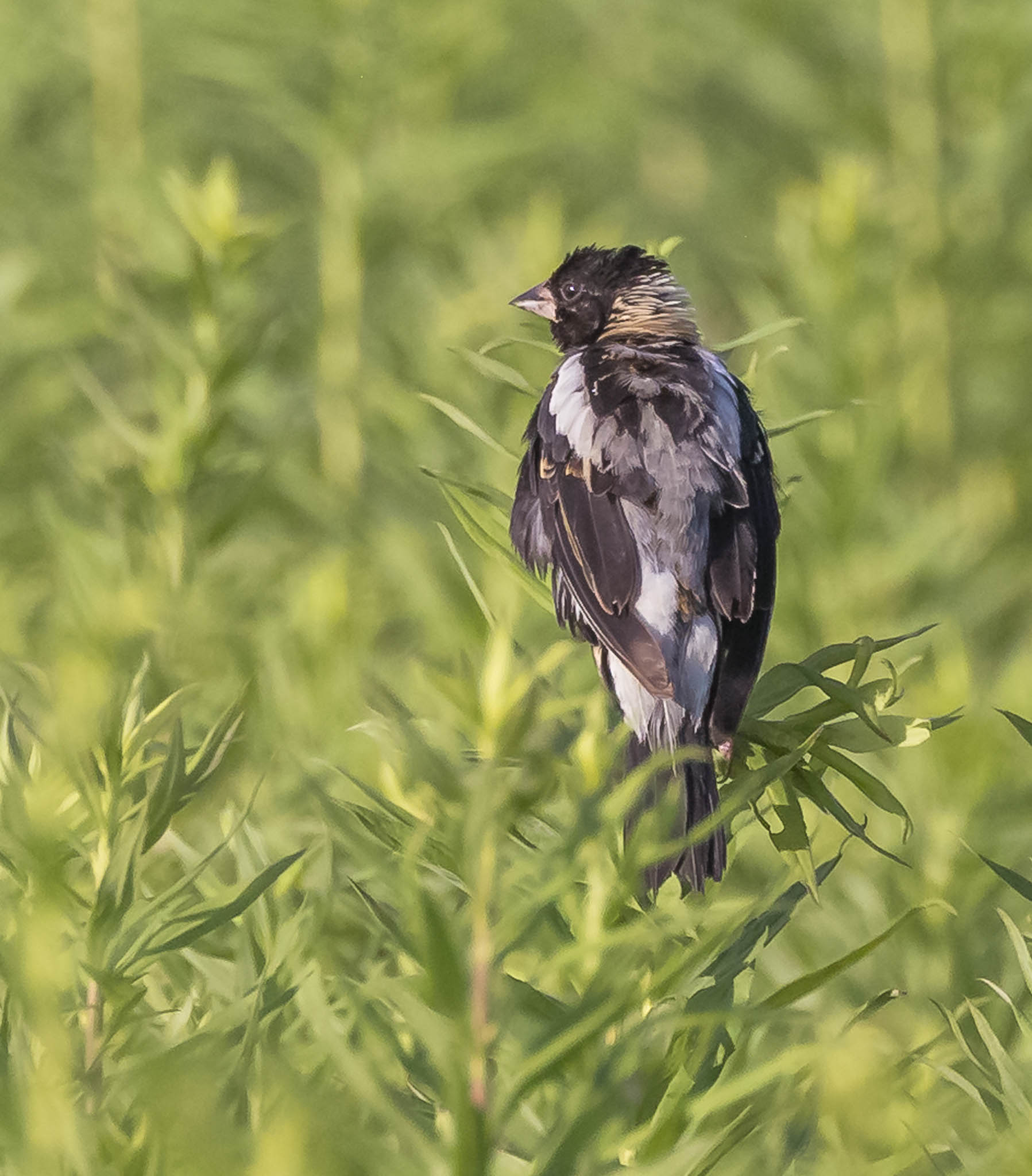 Bobolink