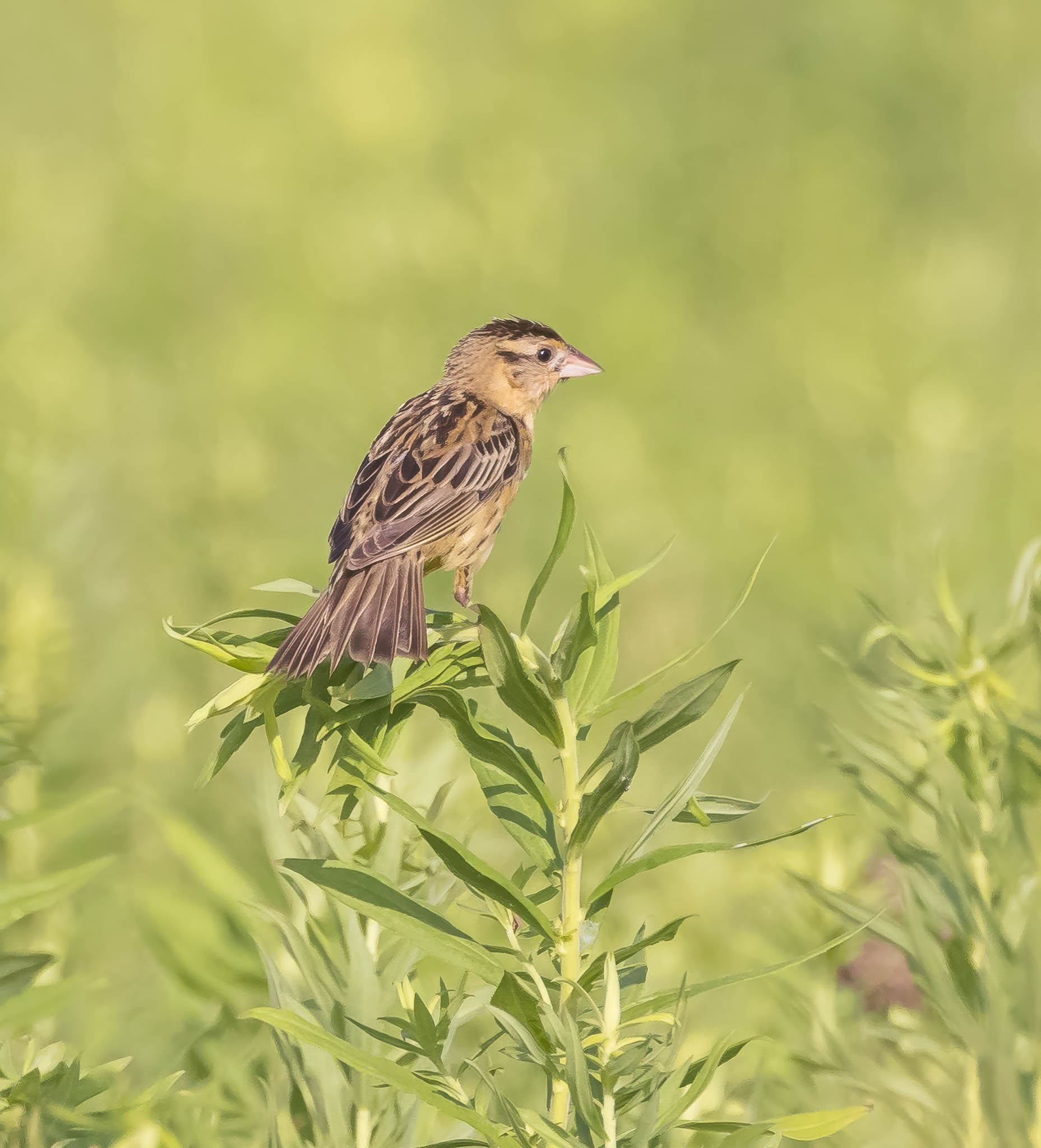 Bobolink