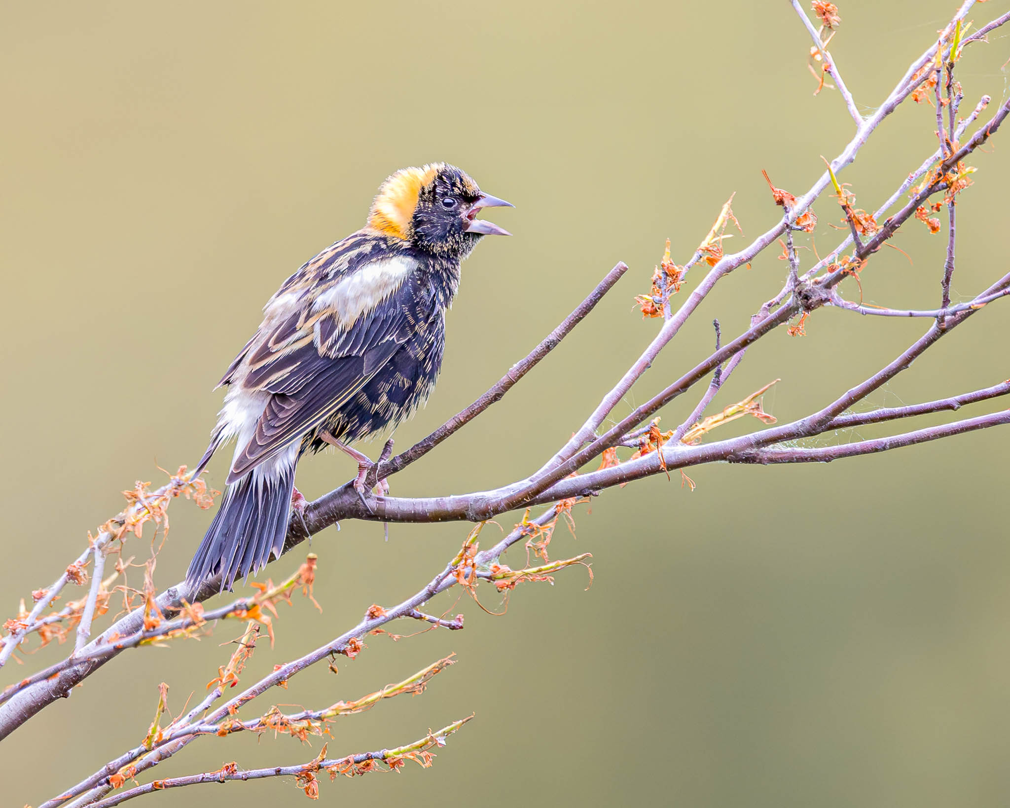 Bobolink
