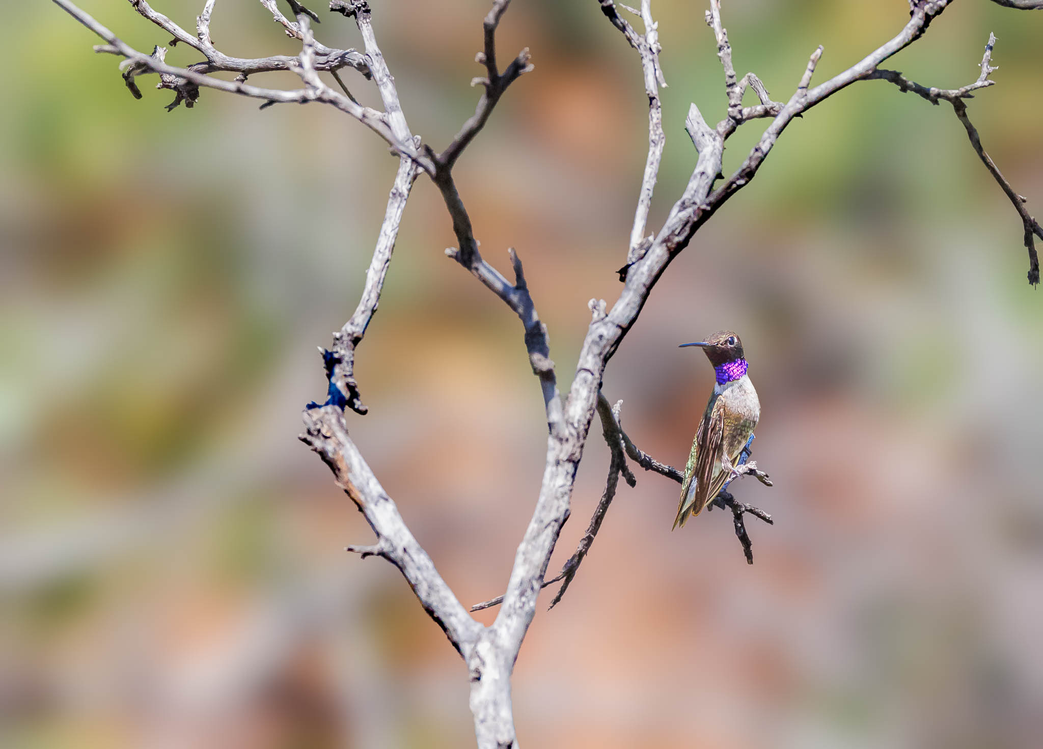 Black-chinned Hummingbird