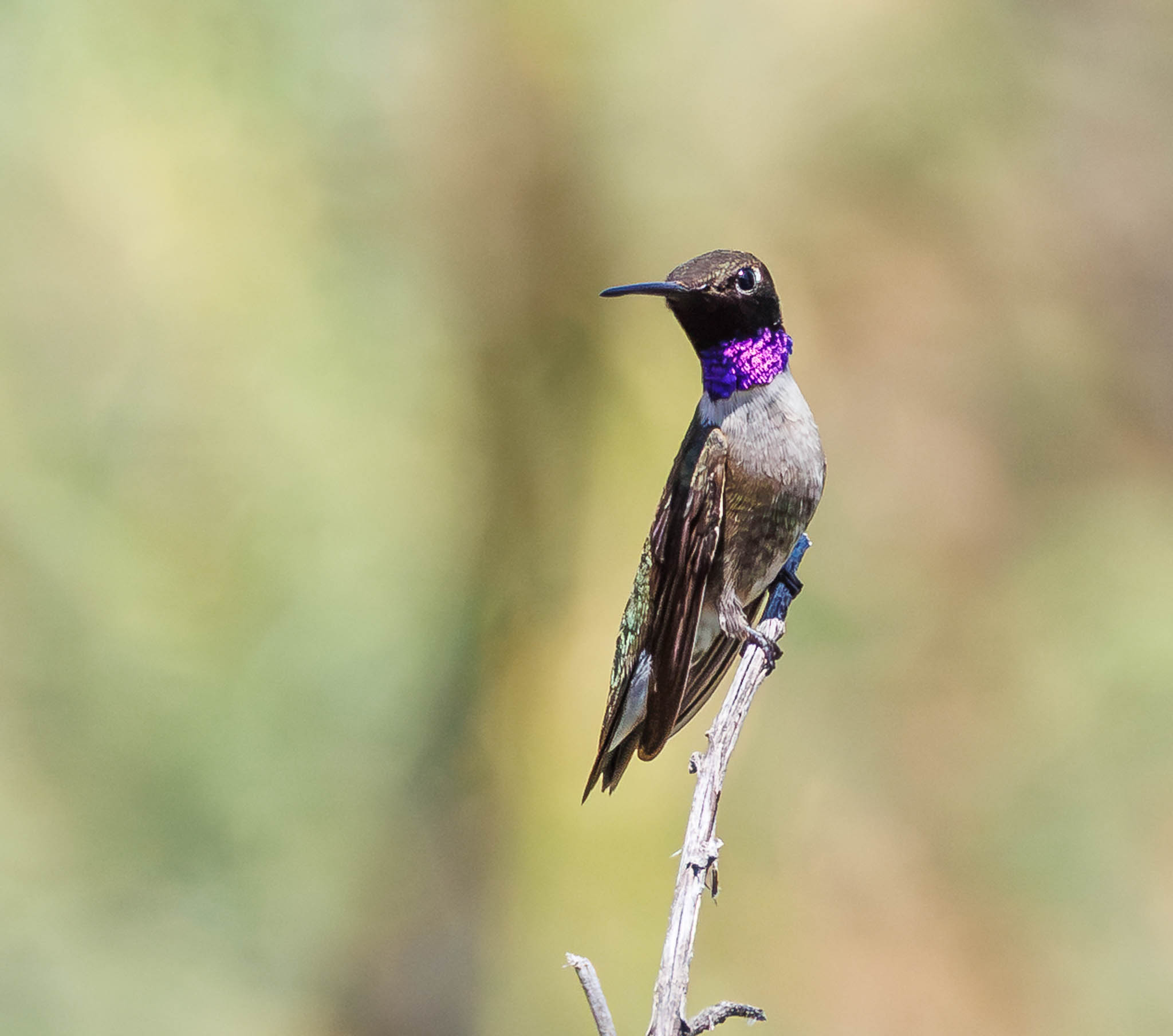 Black-chinned Hummingbird