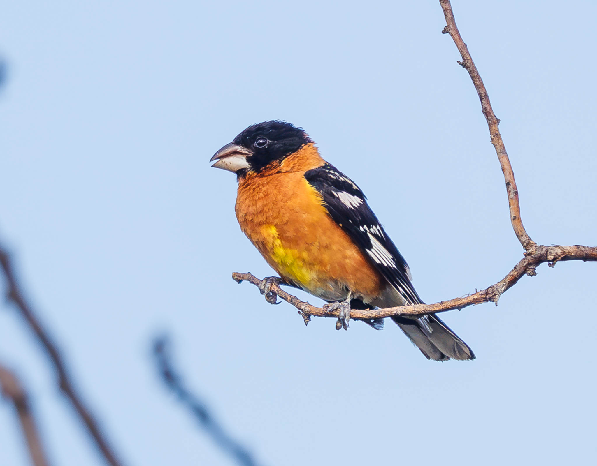 Black-headed Grosbeak