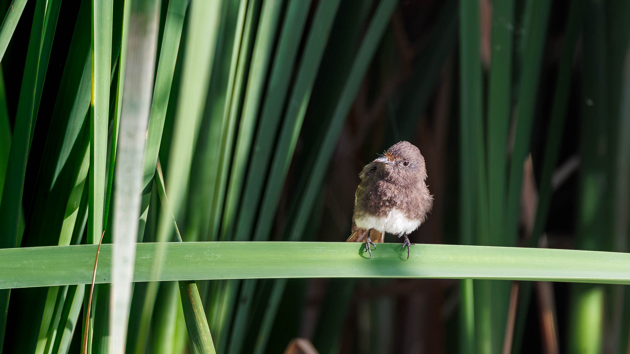 Black Phoebe