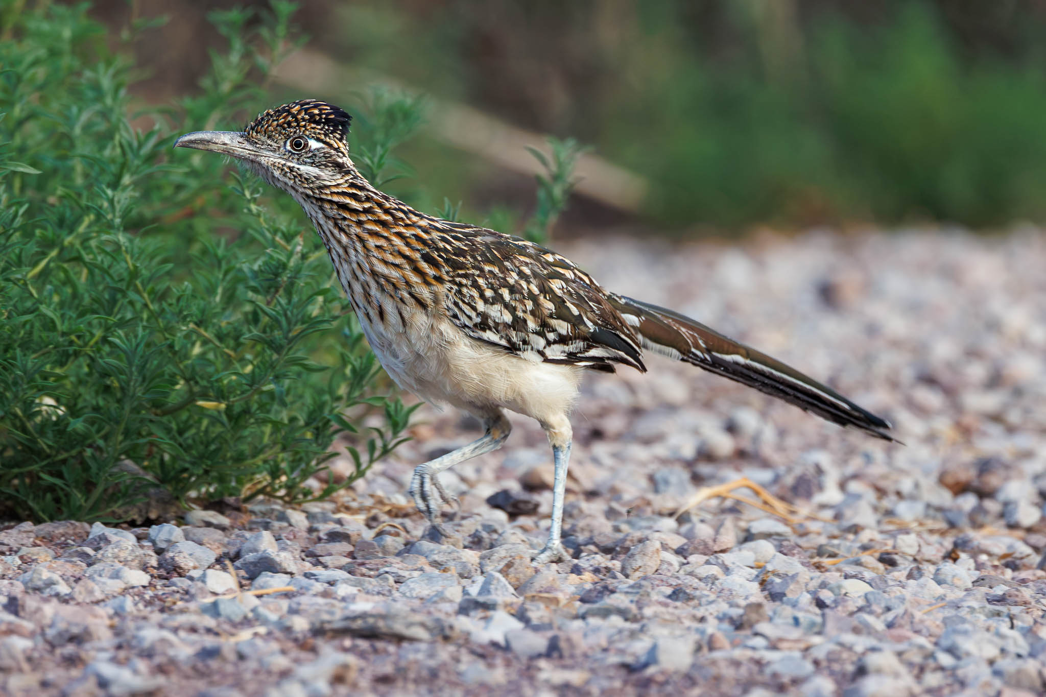 Greater Roadrunner