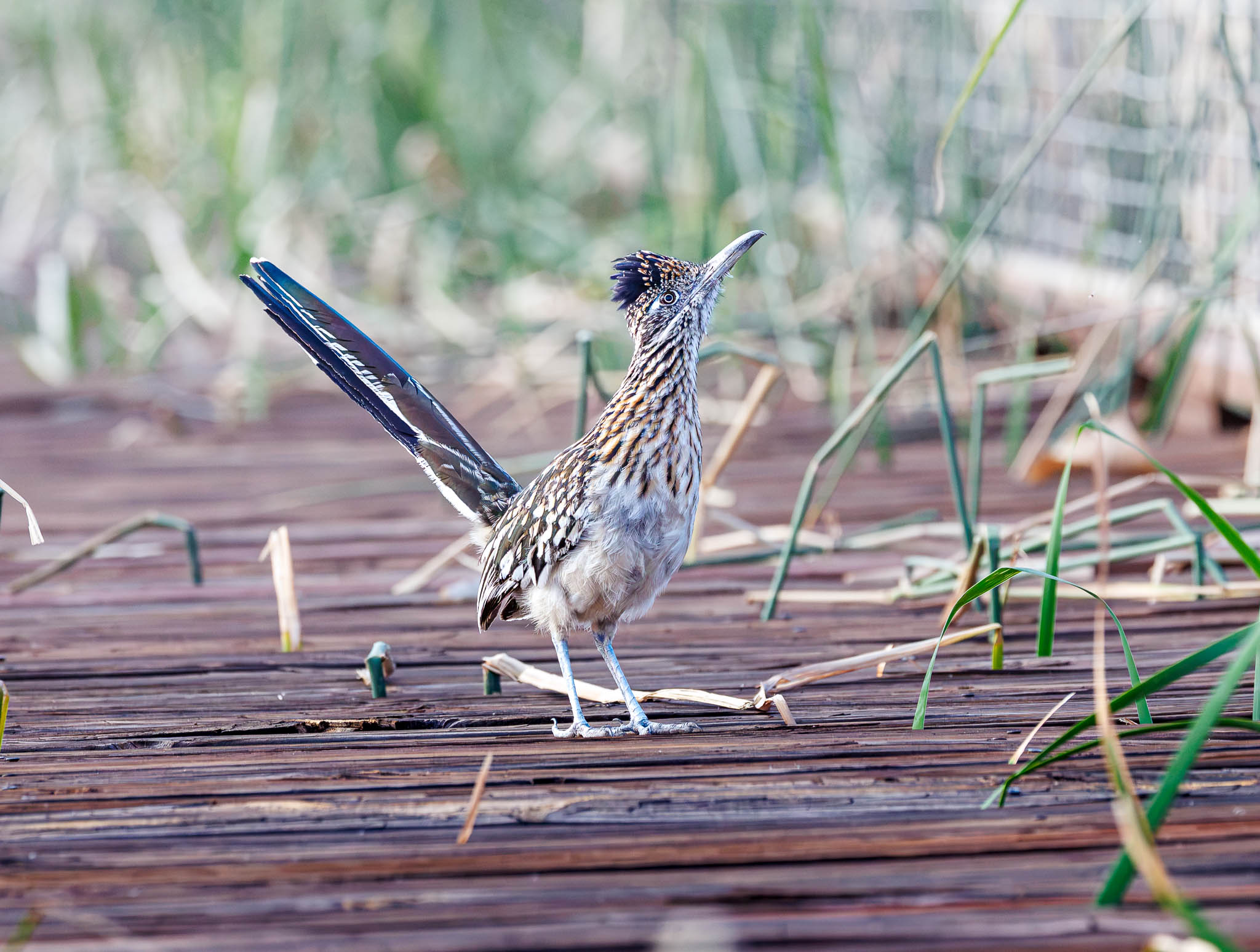 Greater Roadrunner