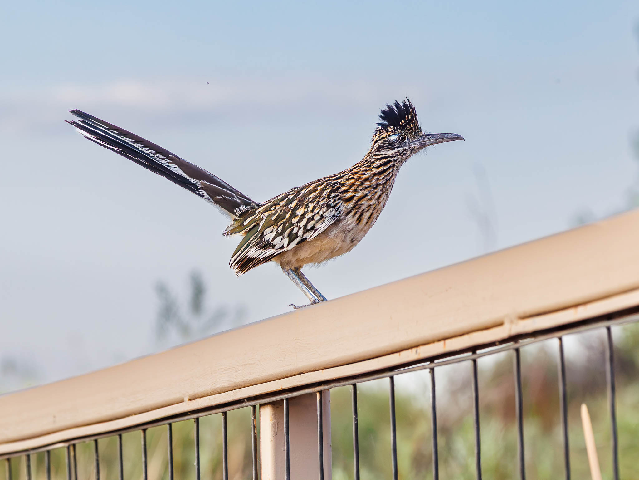 Greater Roadrunner