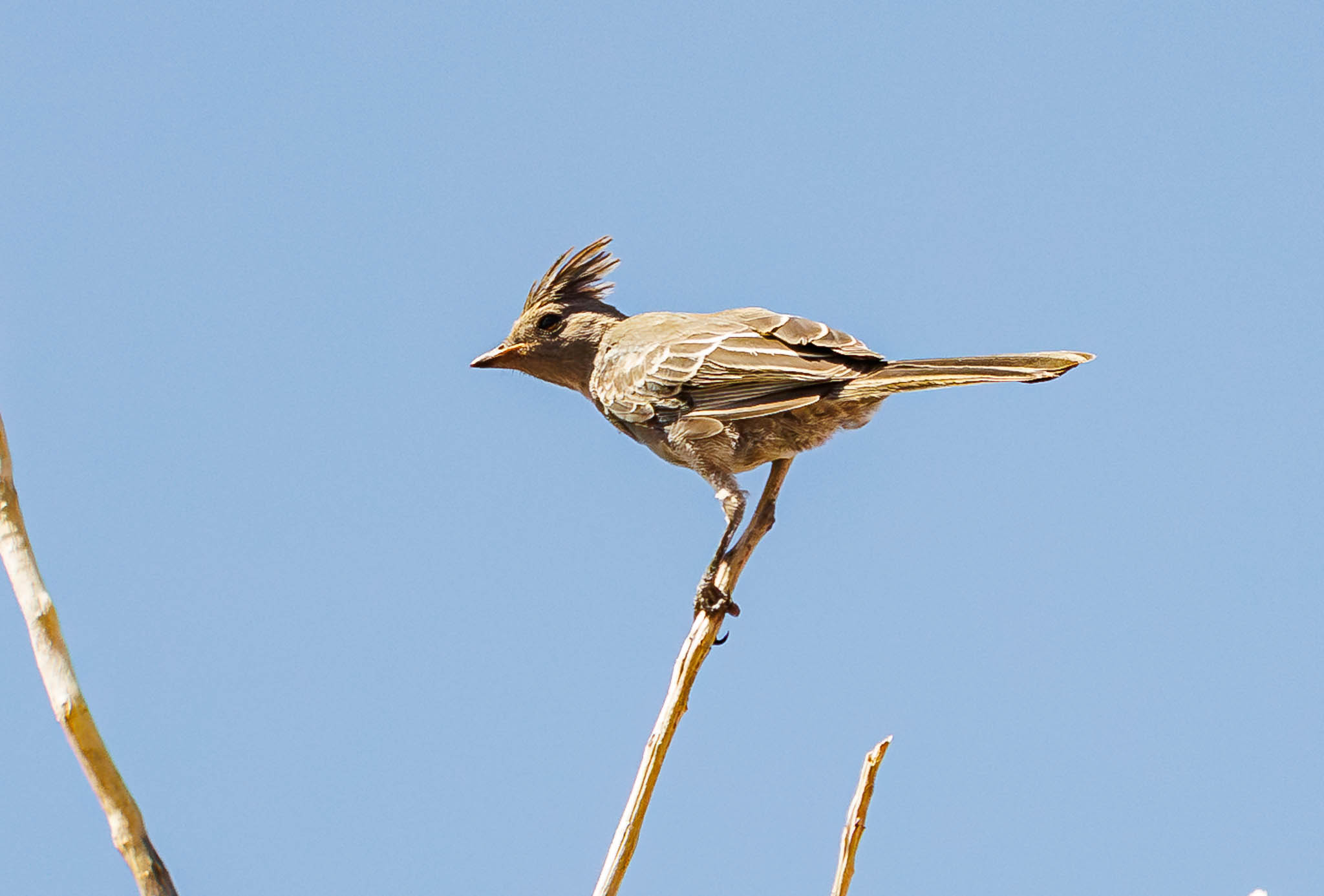 Phainopepla