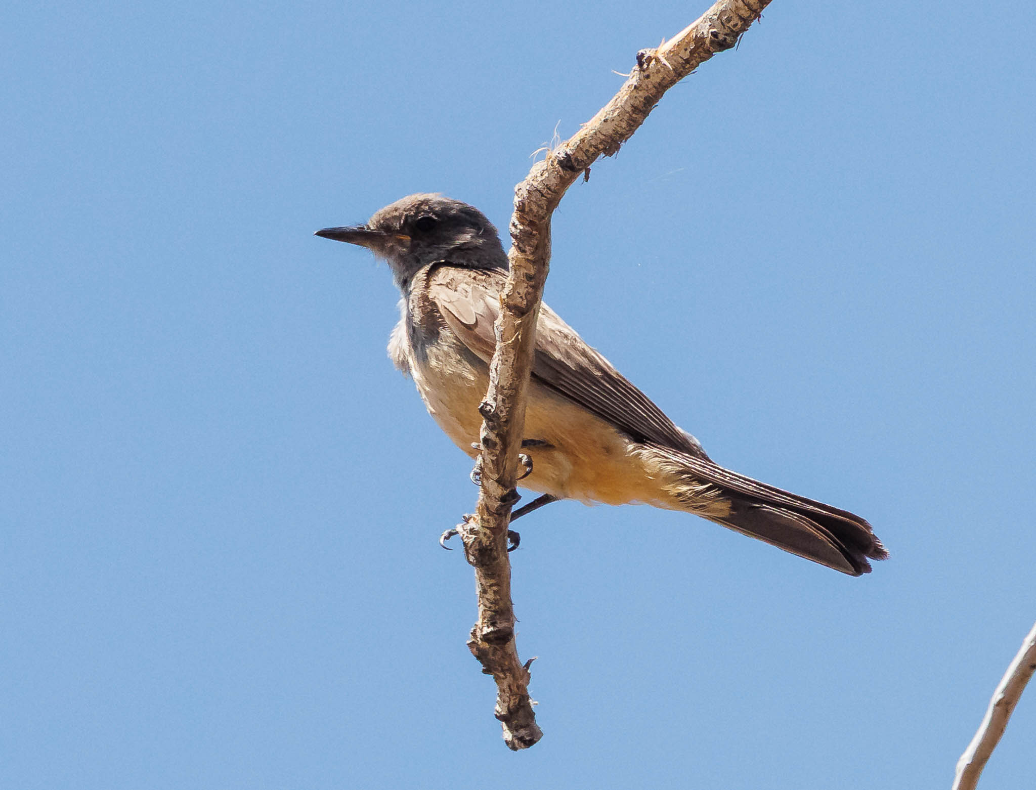 Say's Phoebe