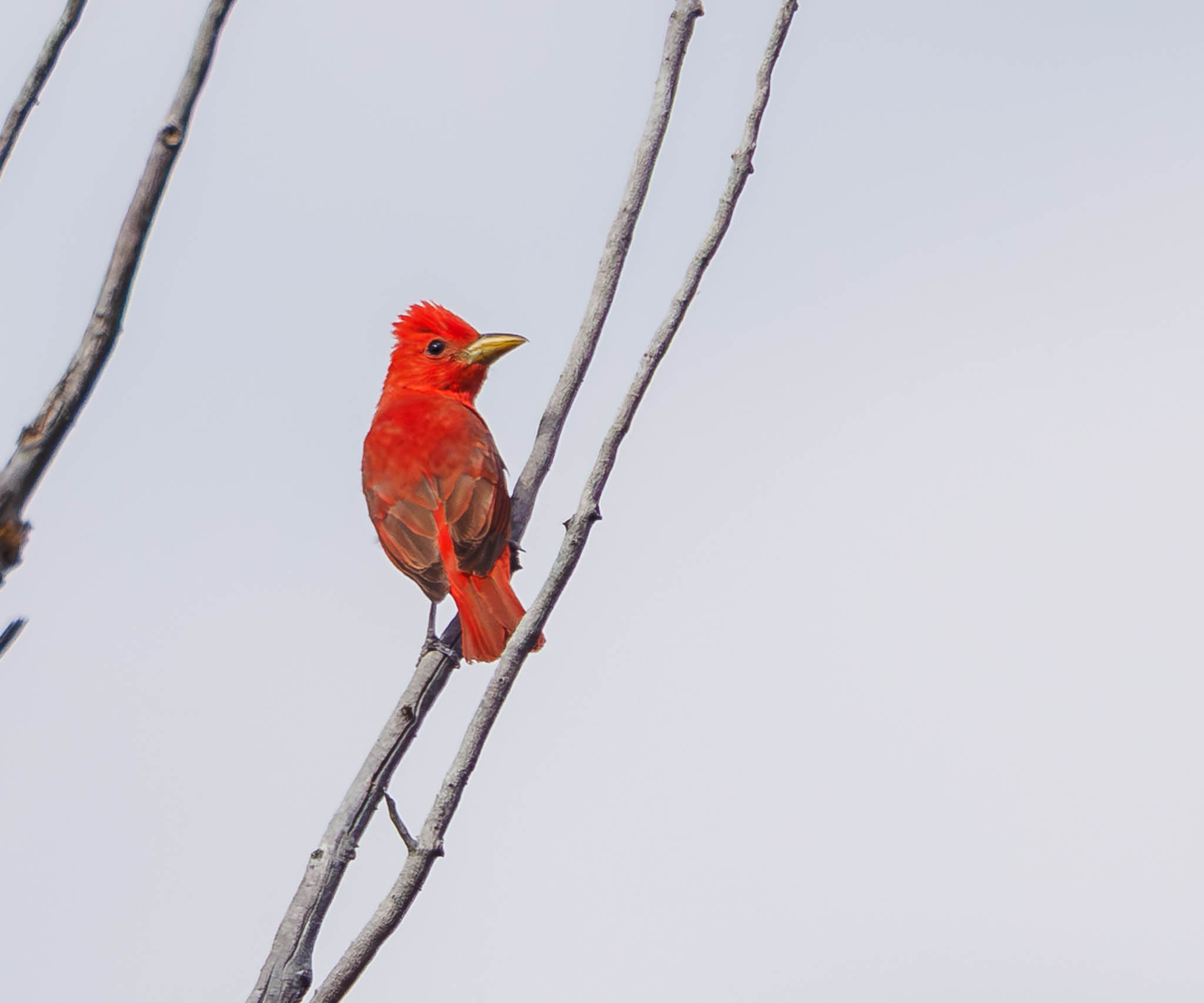 Summer Tanager