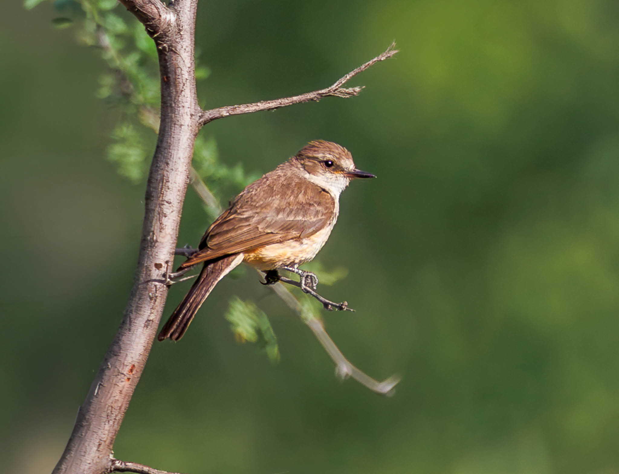 Vermilion Flycatcher