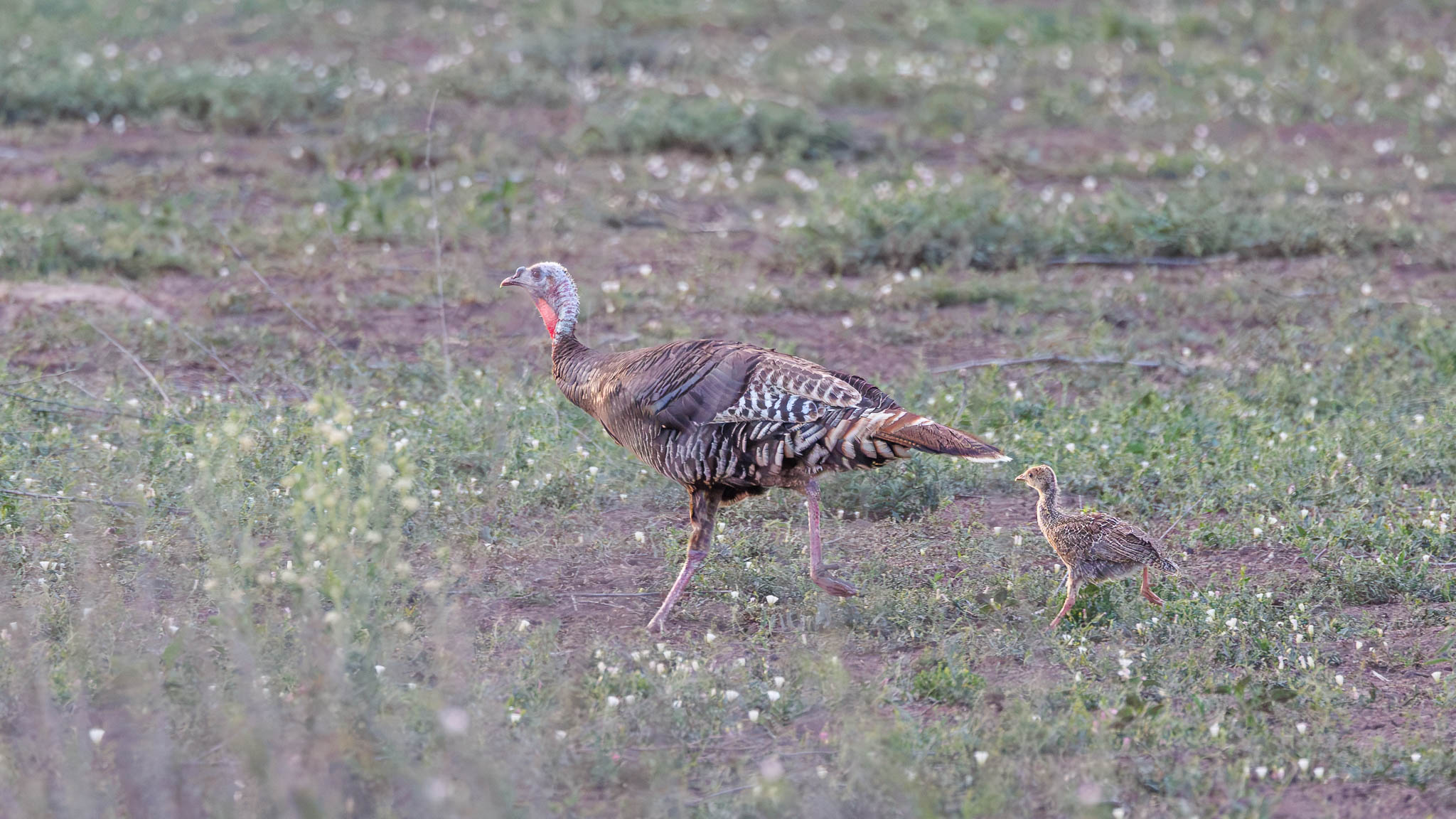 Wild Turkey