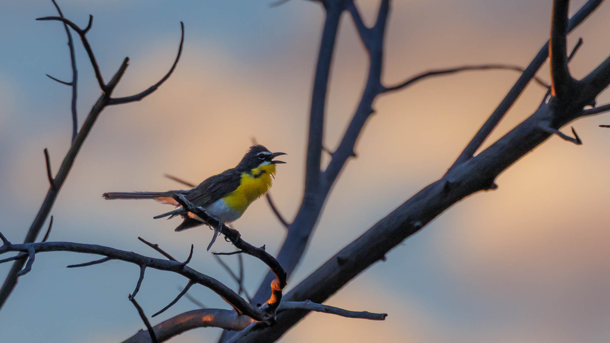 Yellow-breasted Chat