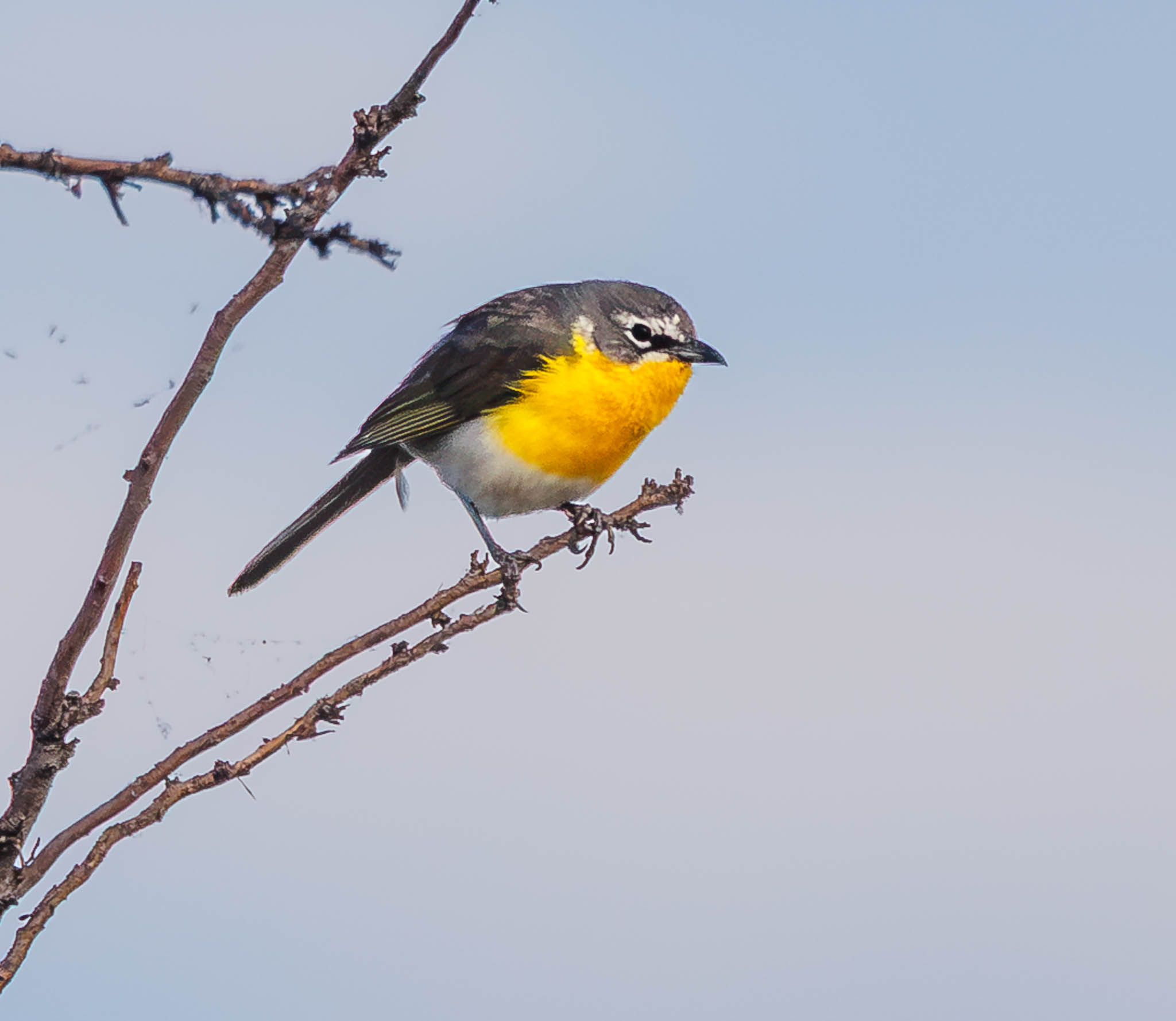 Yellow-breasted Chat