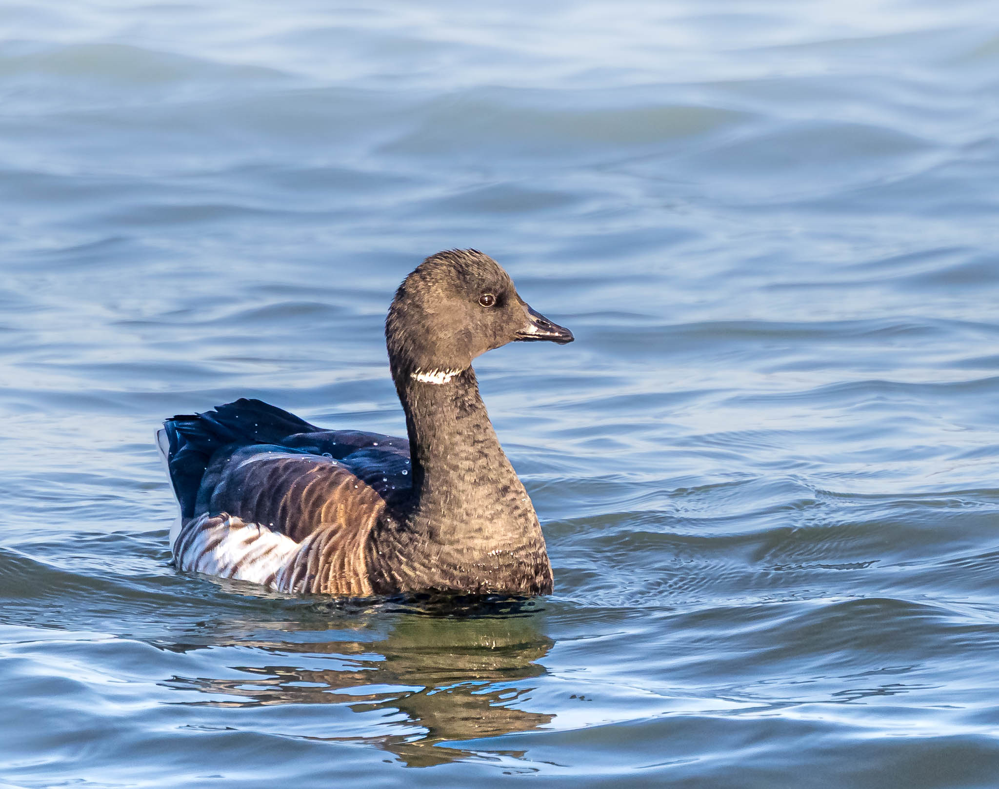 Brant