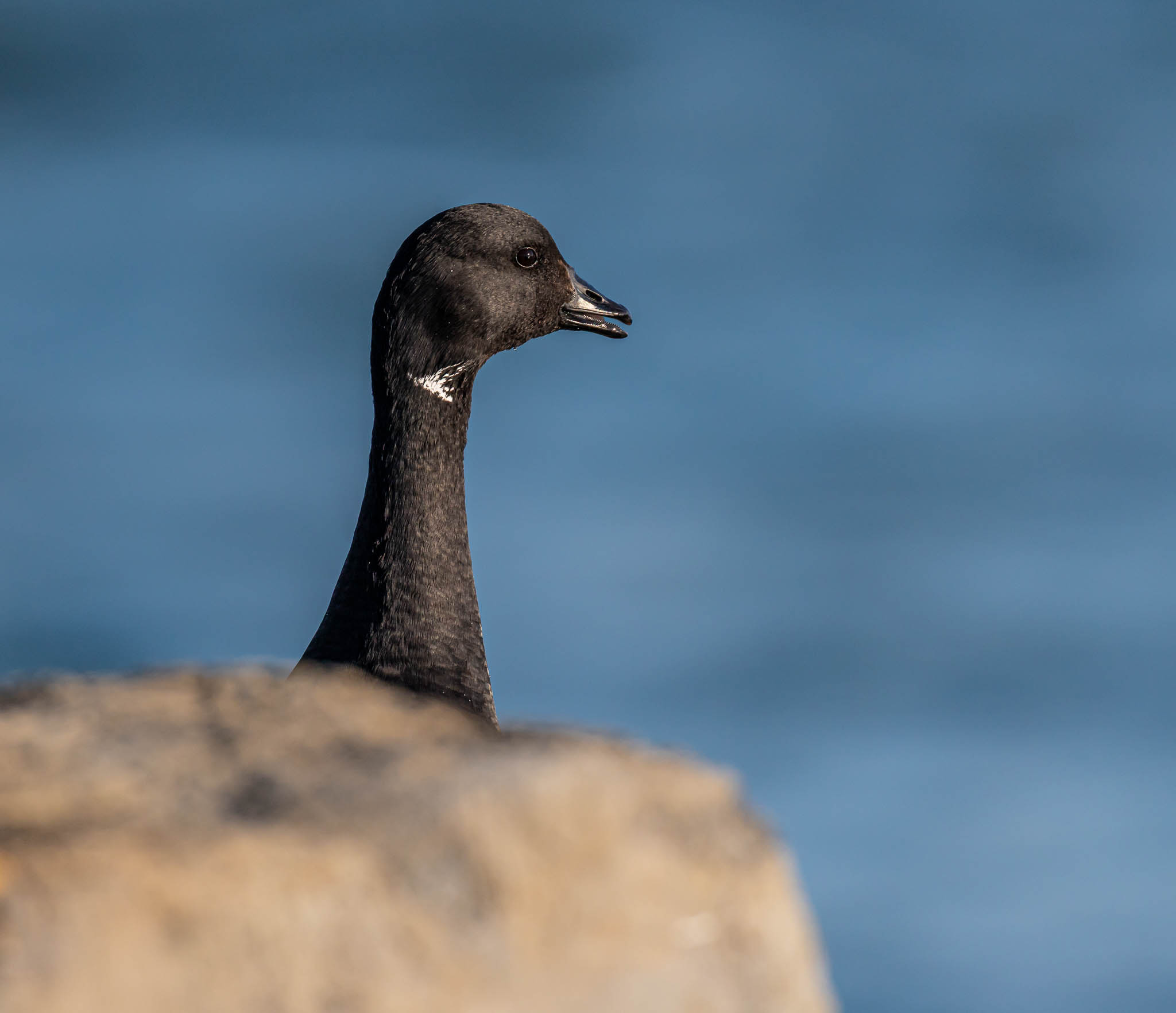 Brant