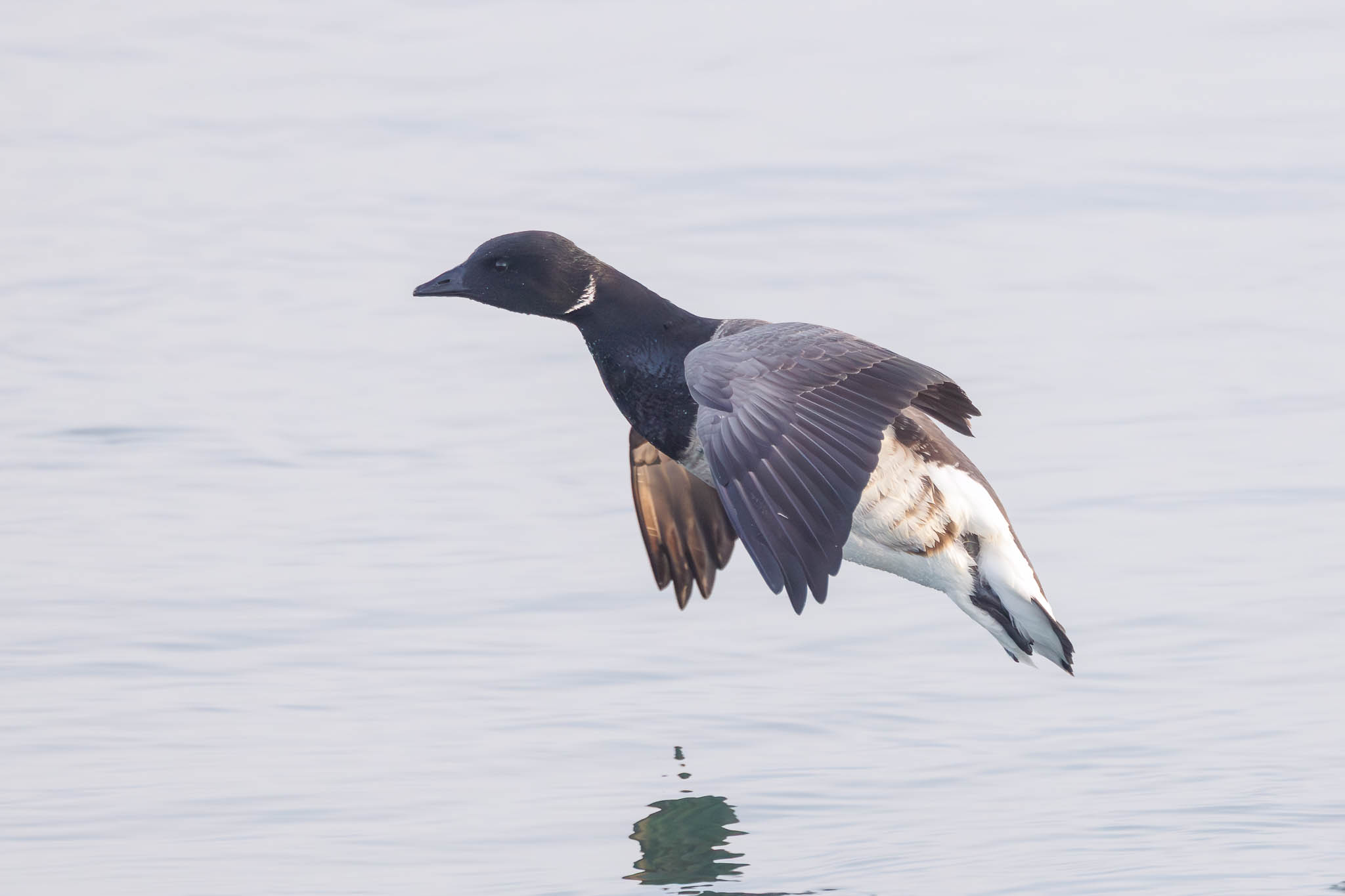 Brant