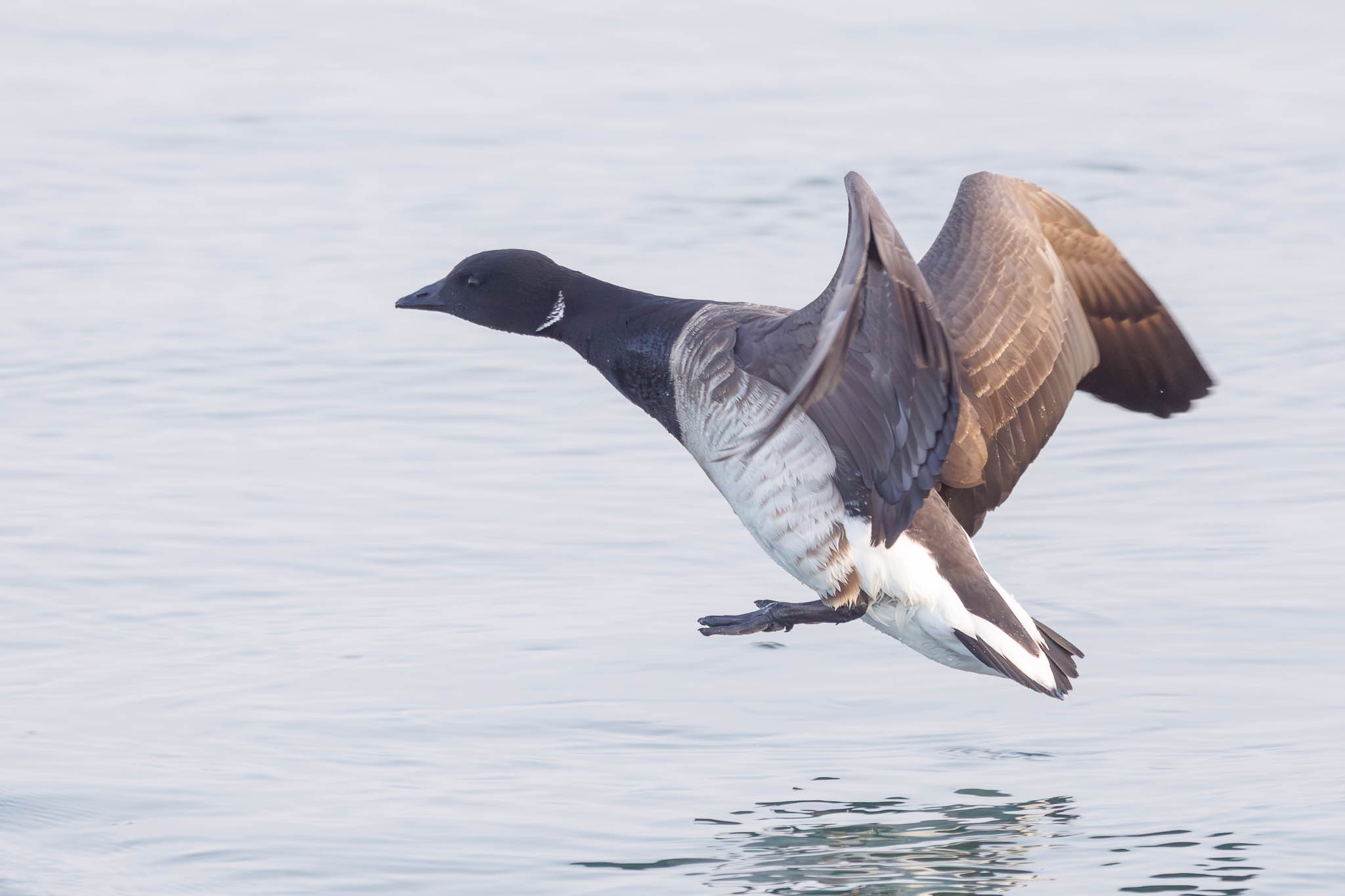Brant