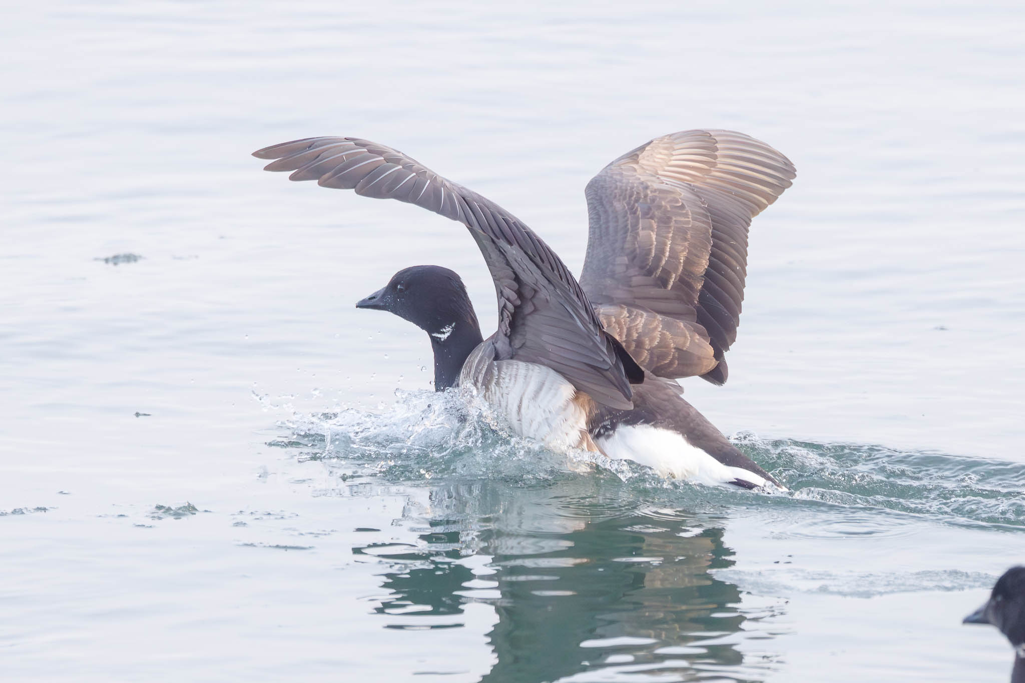 Brant