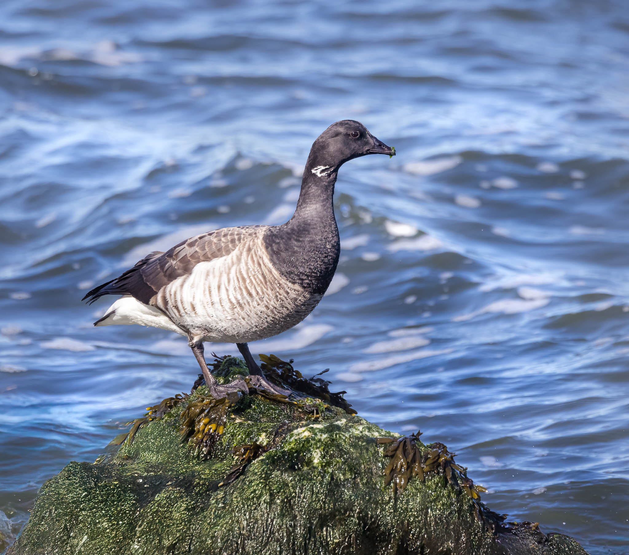 Brant
