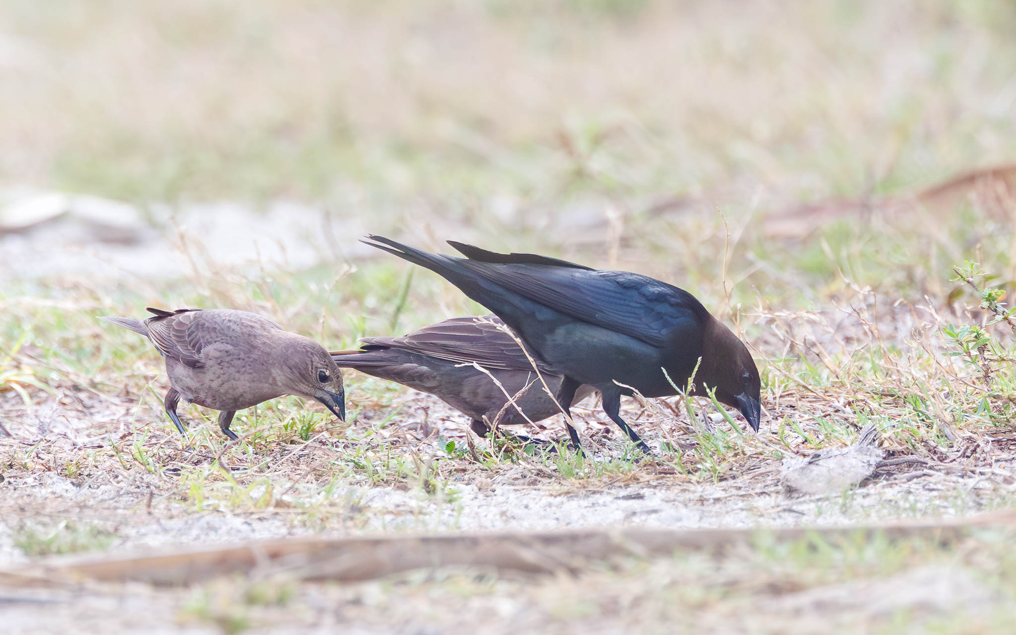 Brown-headed Cowbird