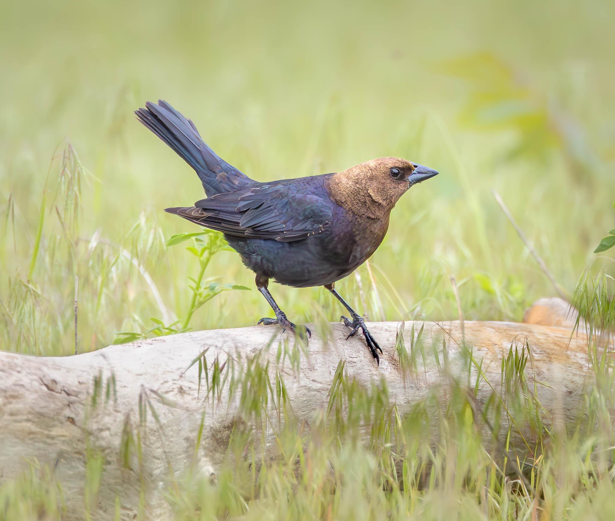 Brown-headed Cowbird
