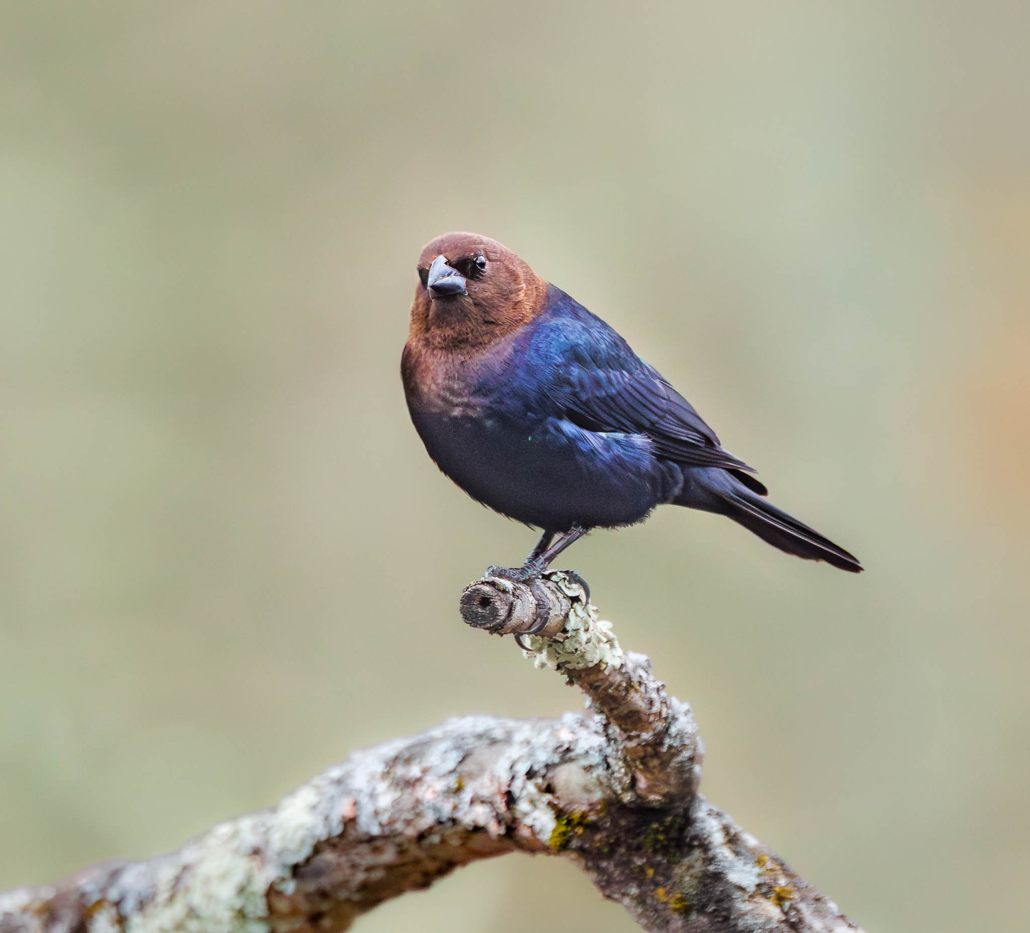 Brown-headed Cowbird