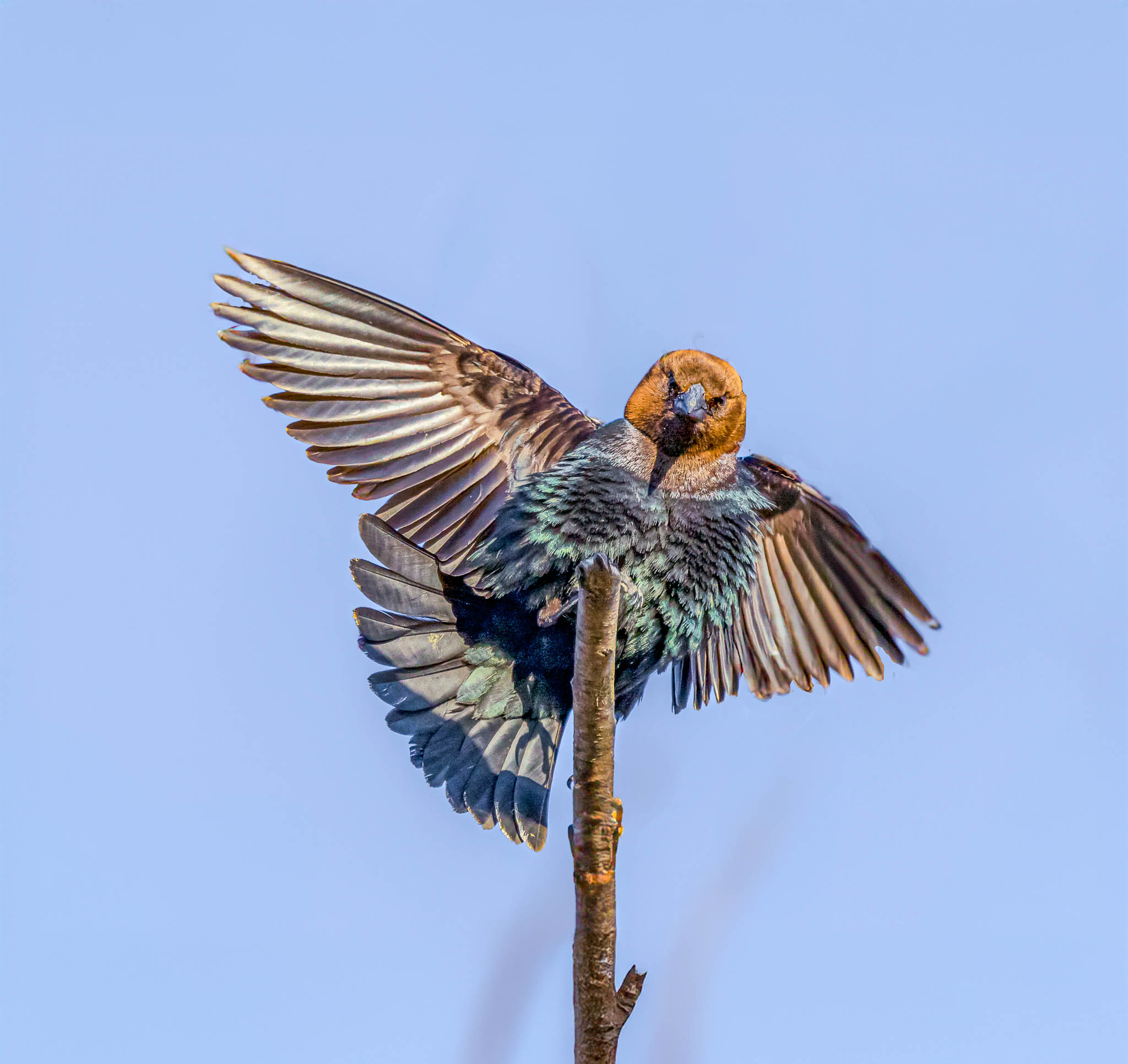 Brown-headed Cowbird