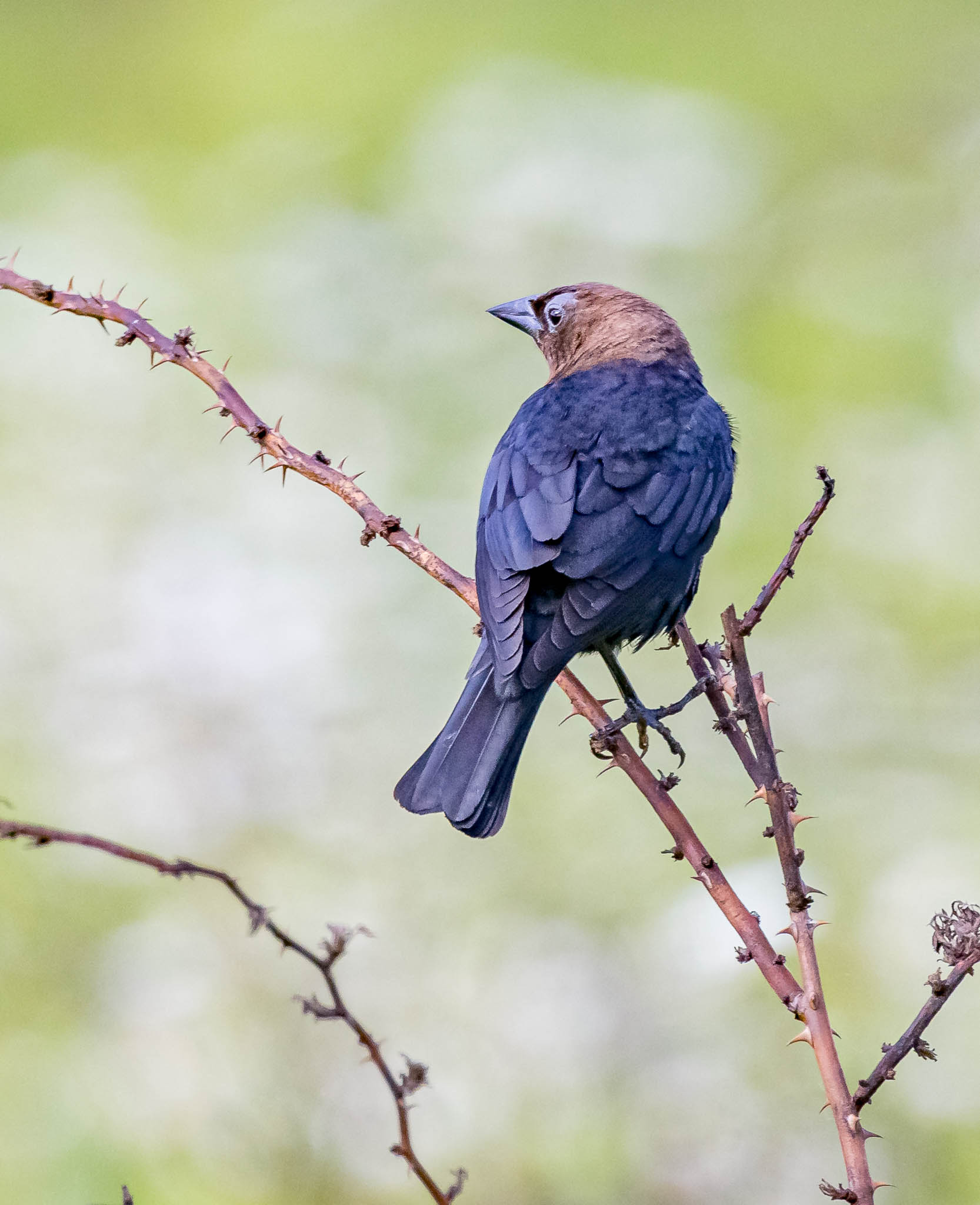 Brown-headed Cowbird