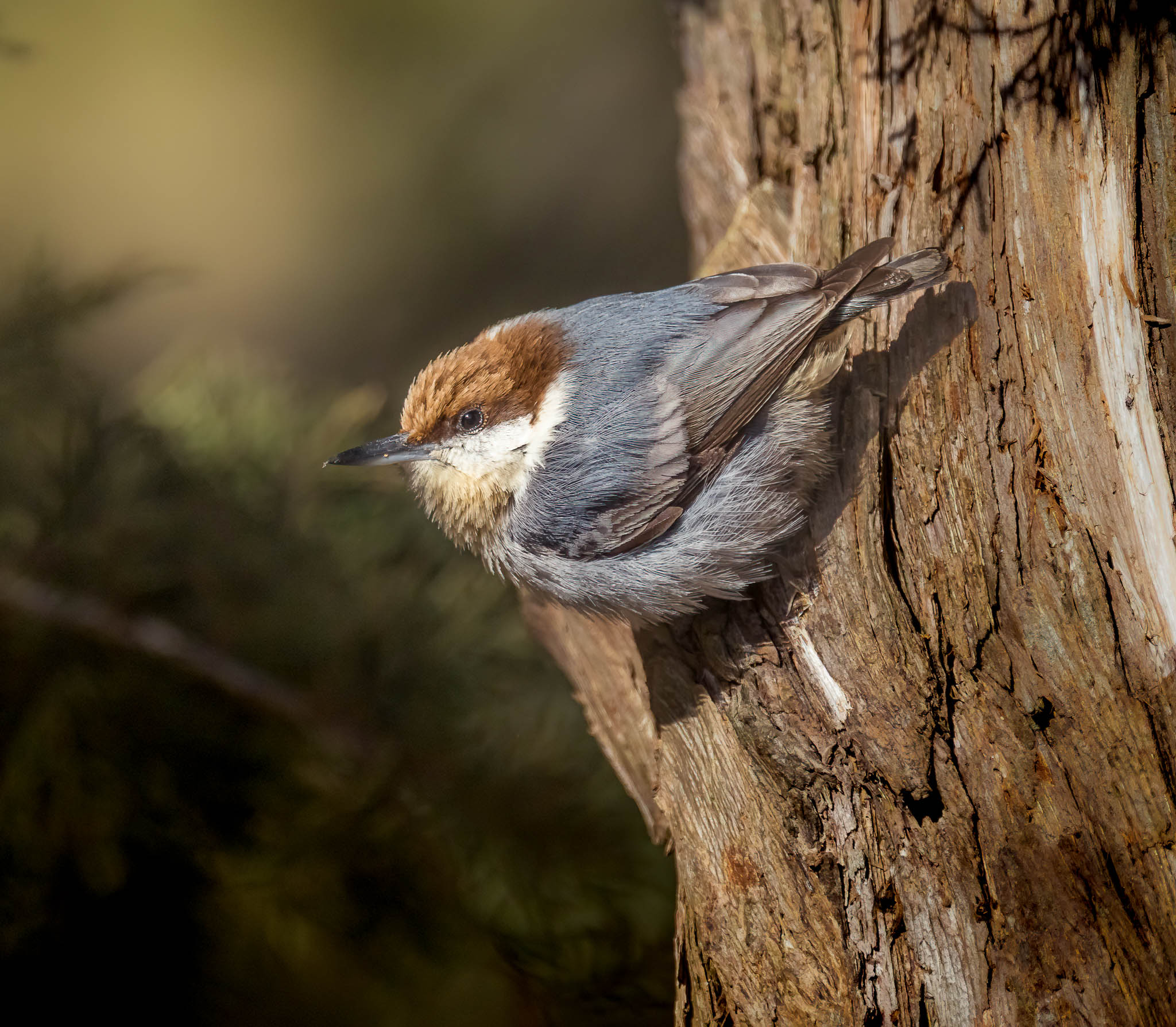 Brown-headed Nuthatch