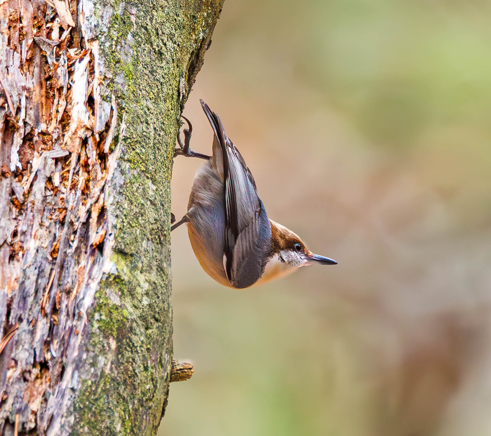 Brown-headed Nuthatch