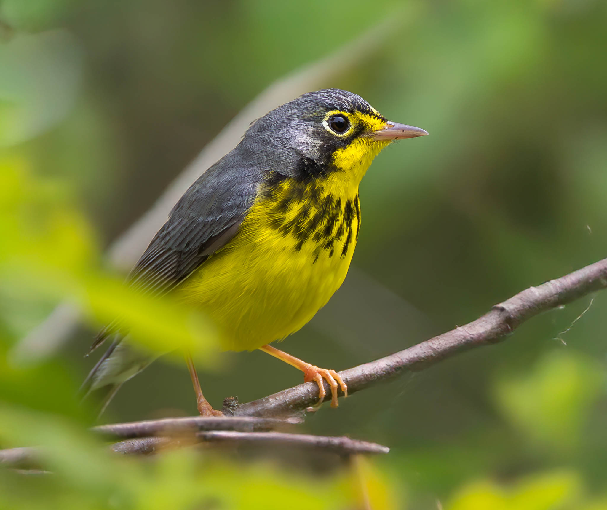 Canada Warbler
