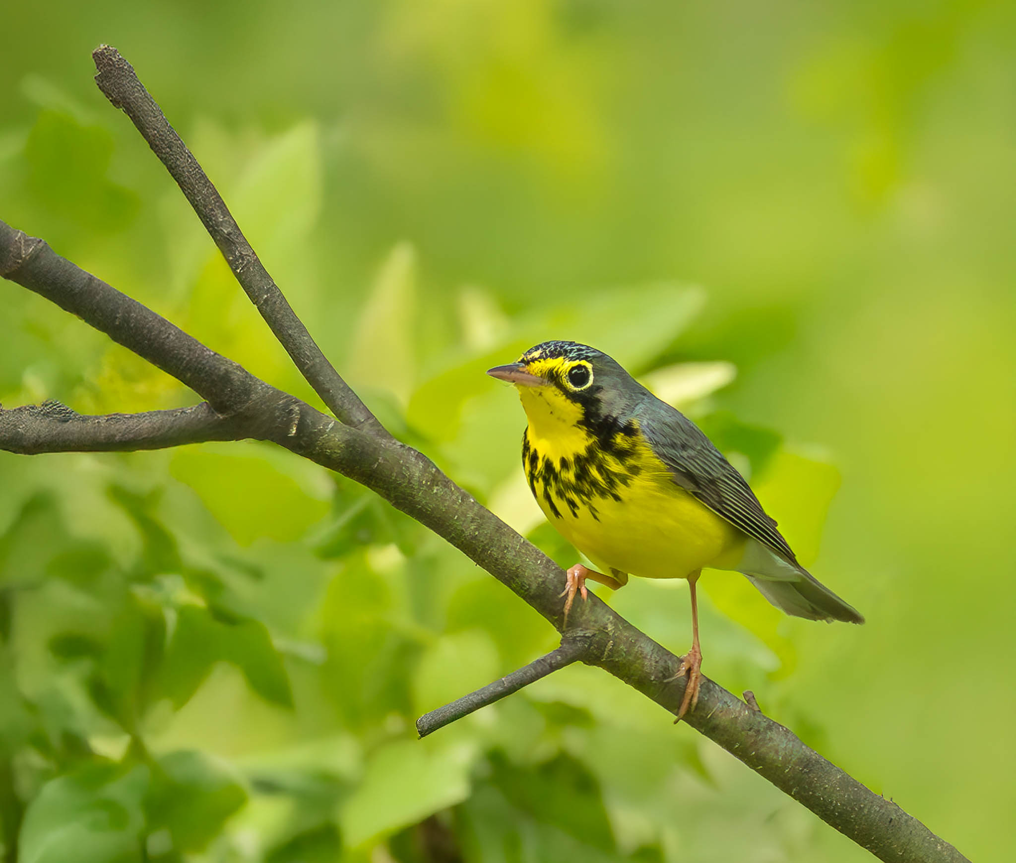 Canada Warbler