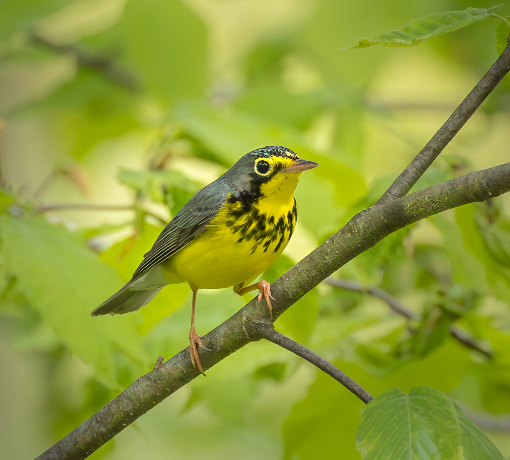 Canada Warbler