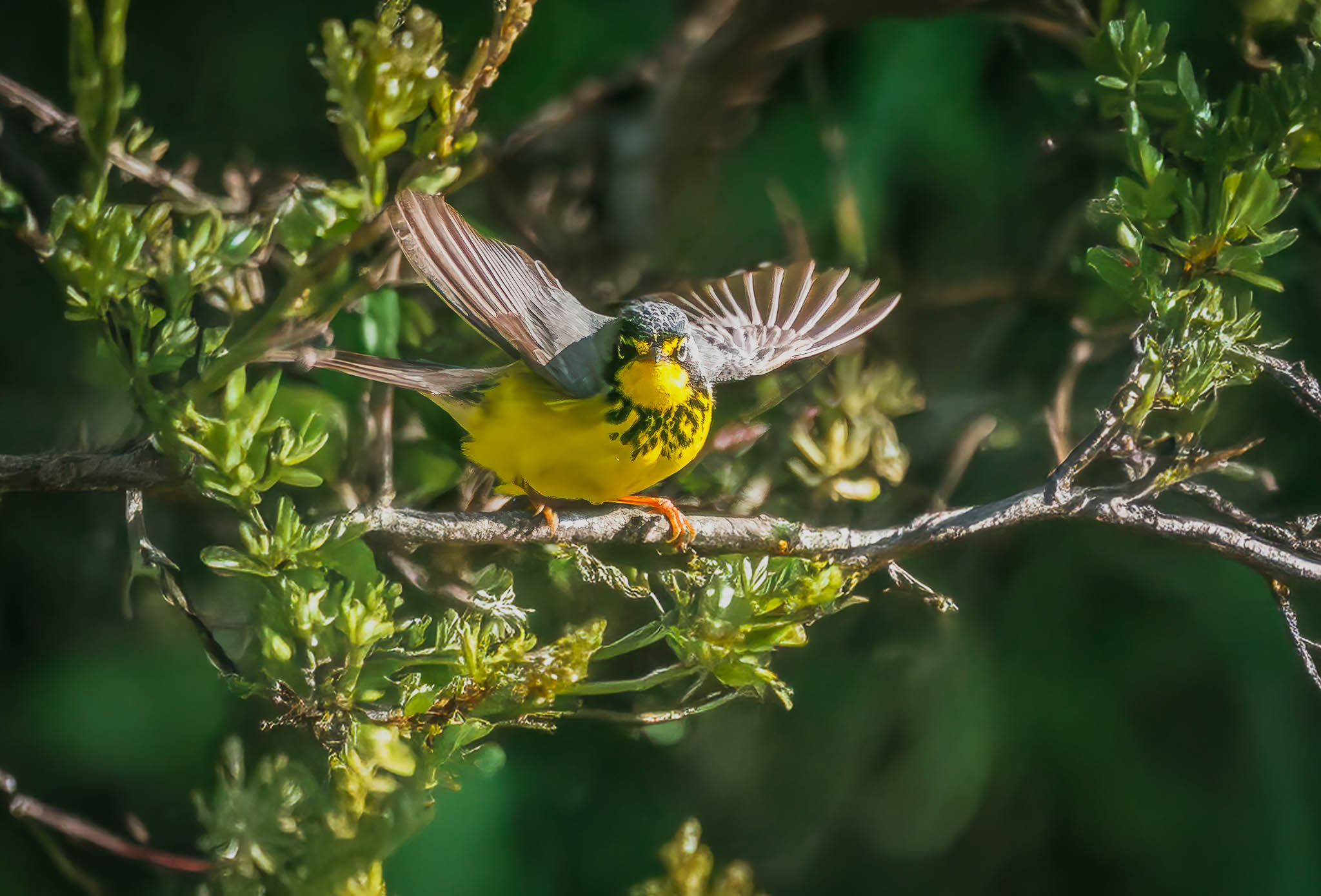 Canada Warbler