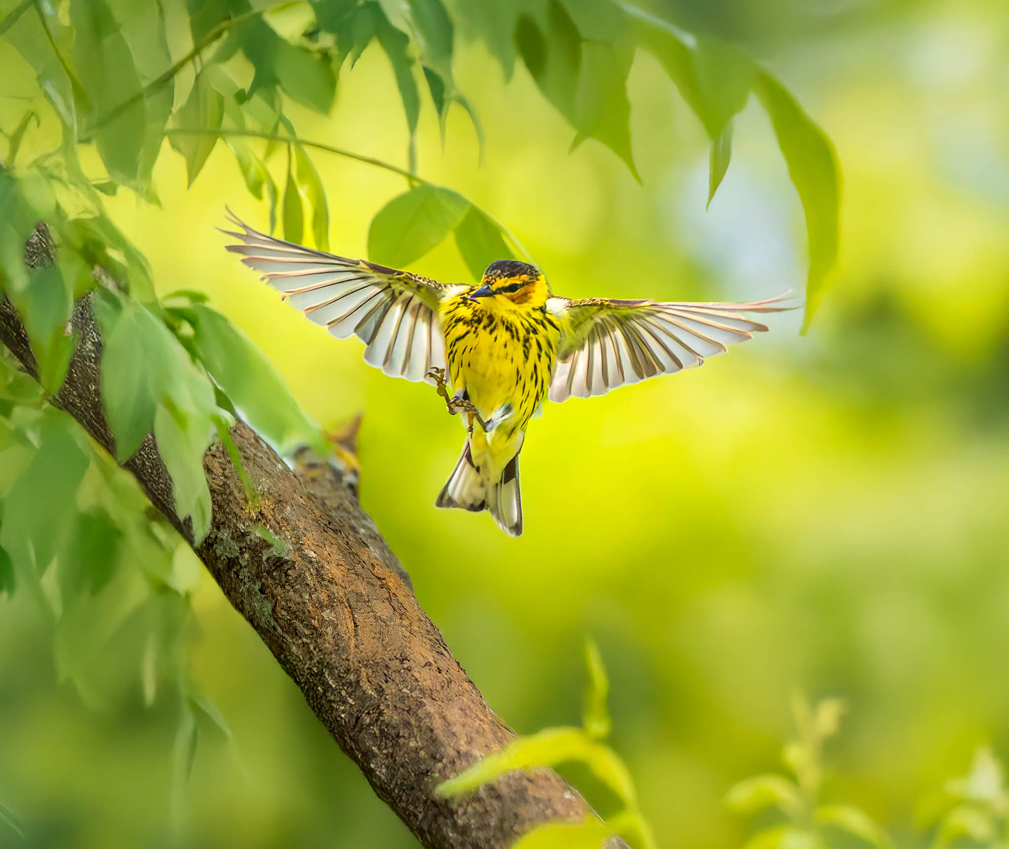 Cape May Warbler