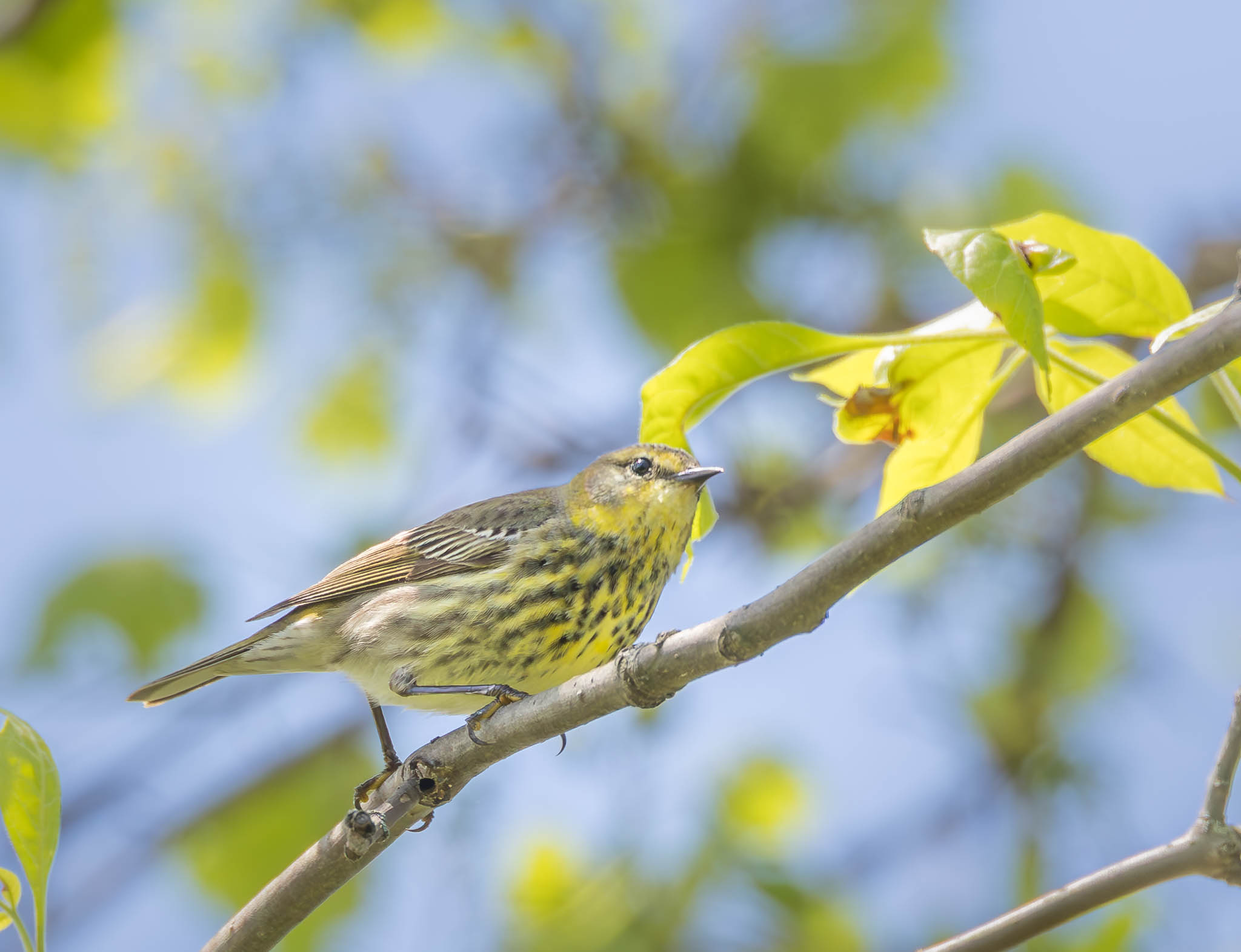 Cape May Warbler