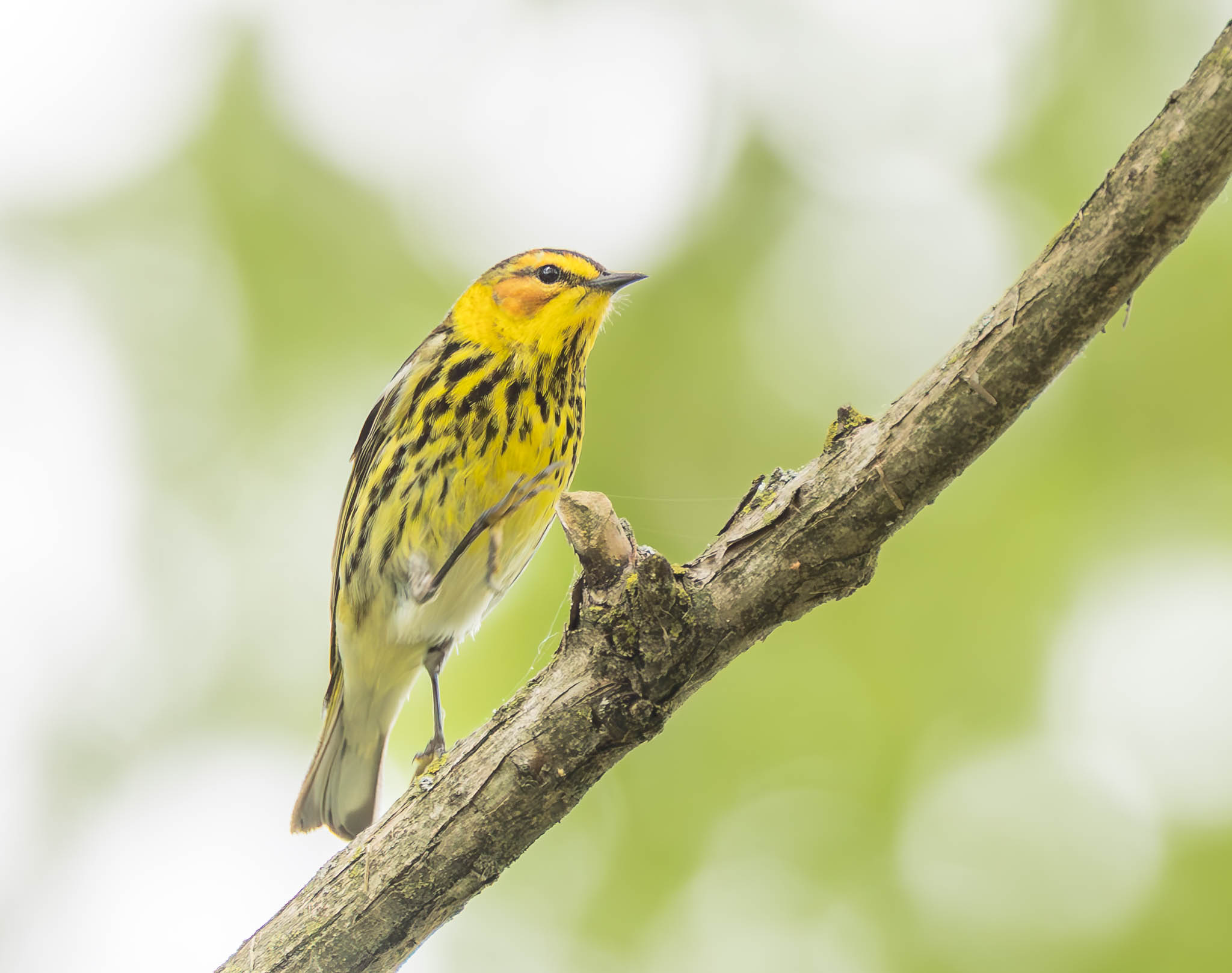 Cape May Warbler